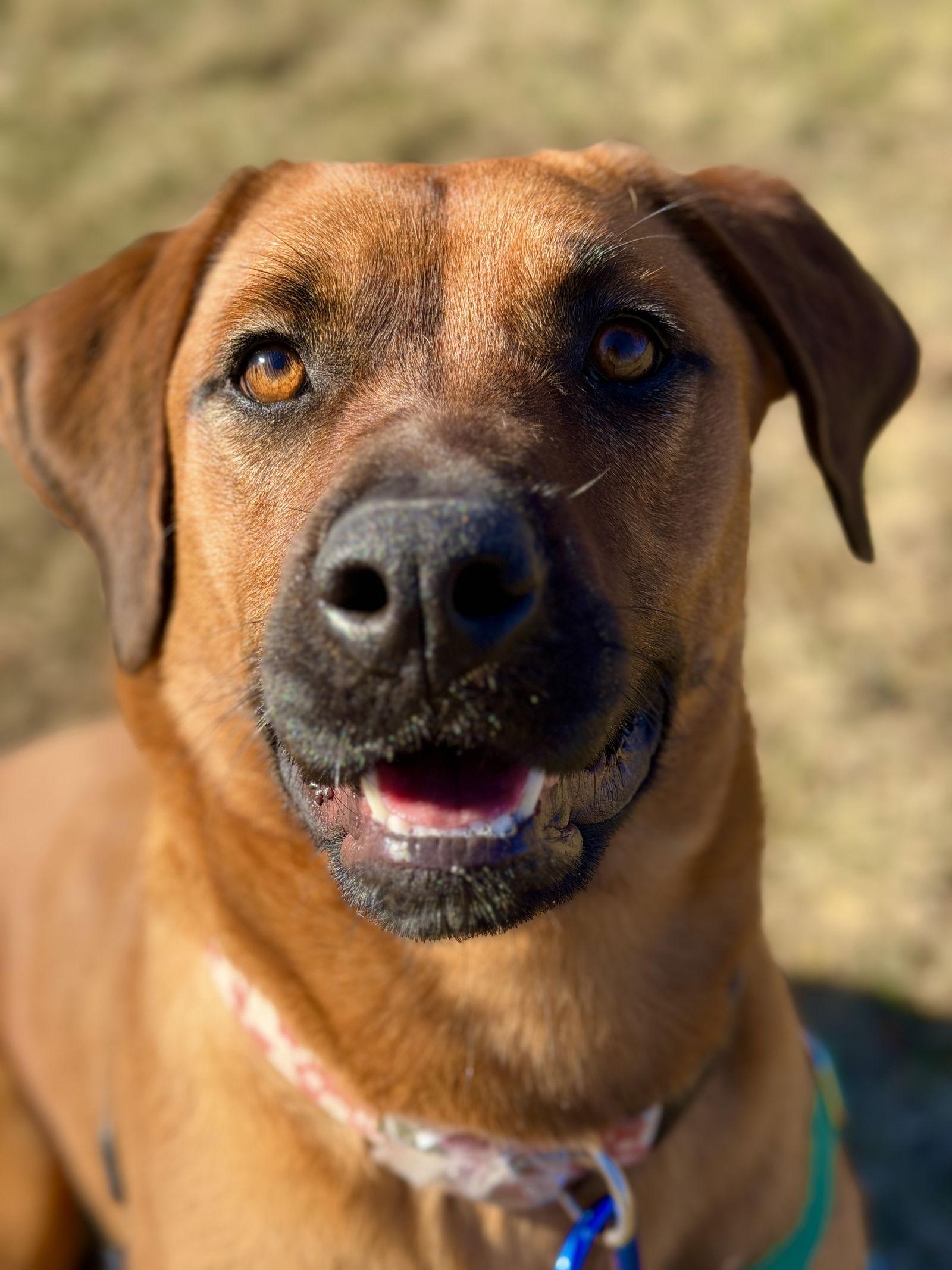 Enlarge Lily, a Adopted Hound in West Cornwall, CT image 1/3