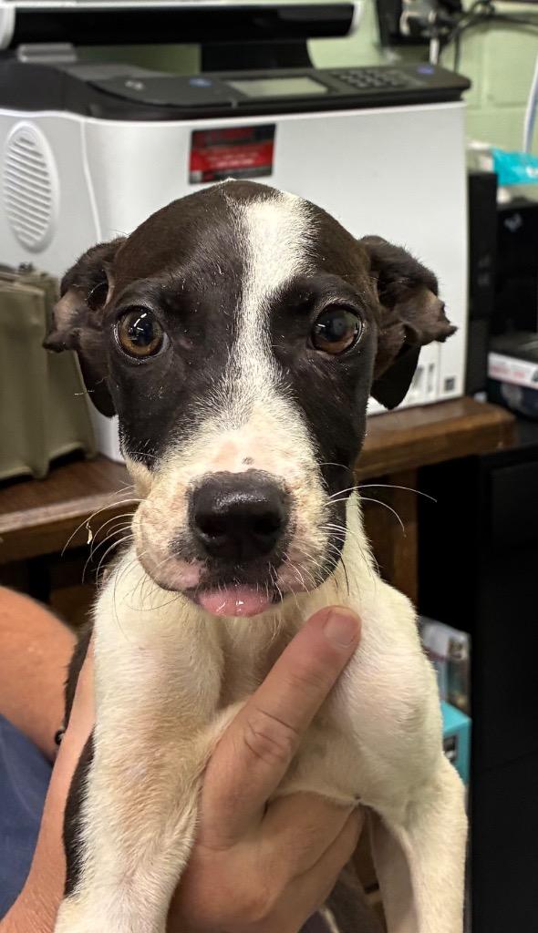 Enlarge Santa, a Adoptable Mixed Breed in Beebe, AR image 1/1