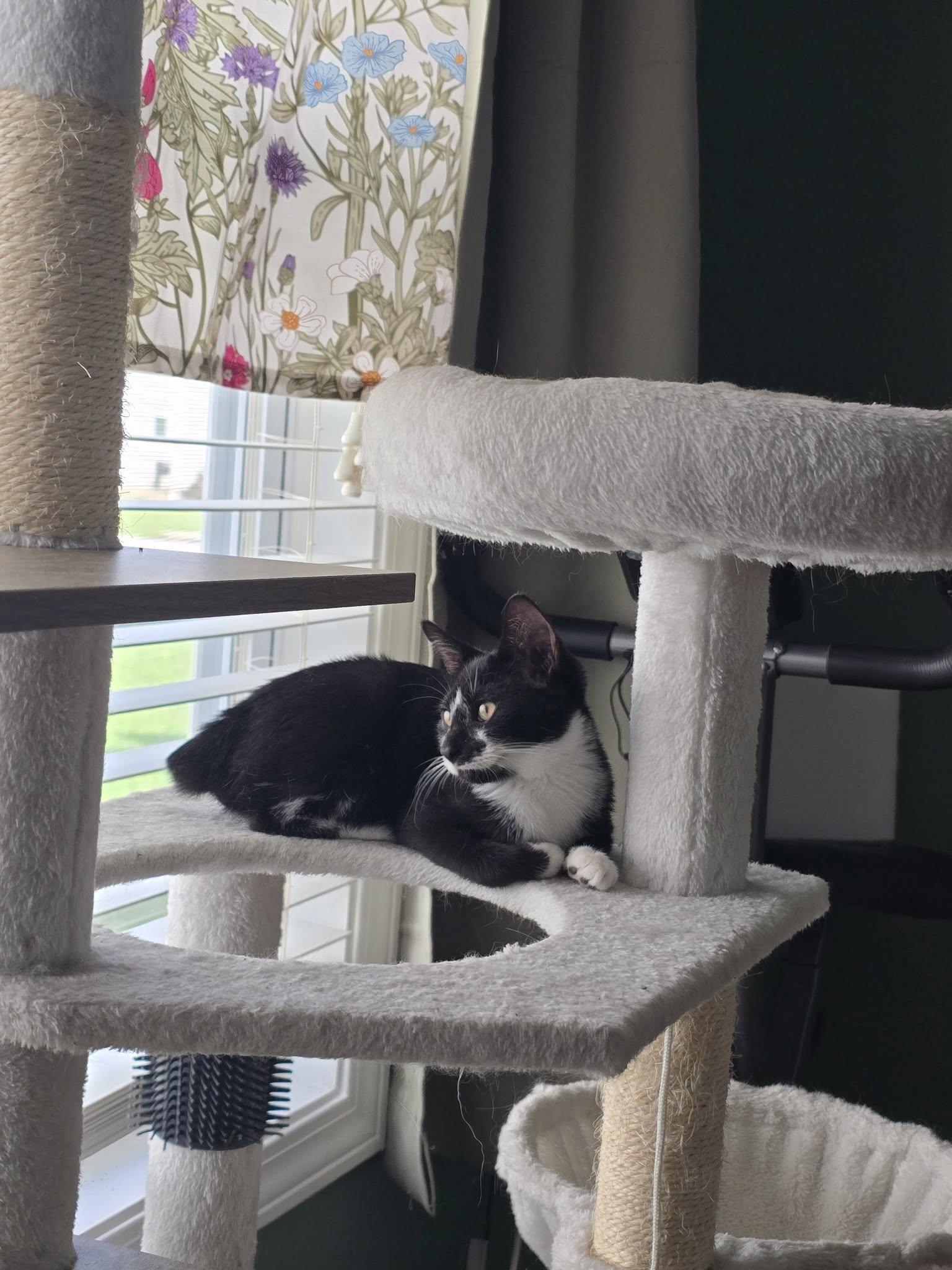 Enlarge Carlotta, a Adoptable Manx in Clarksville, TN image 1/1