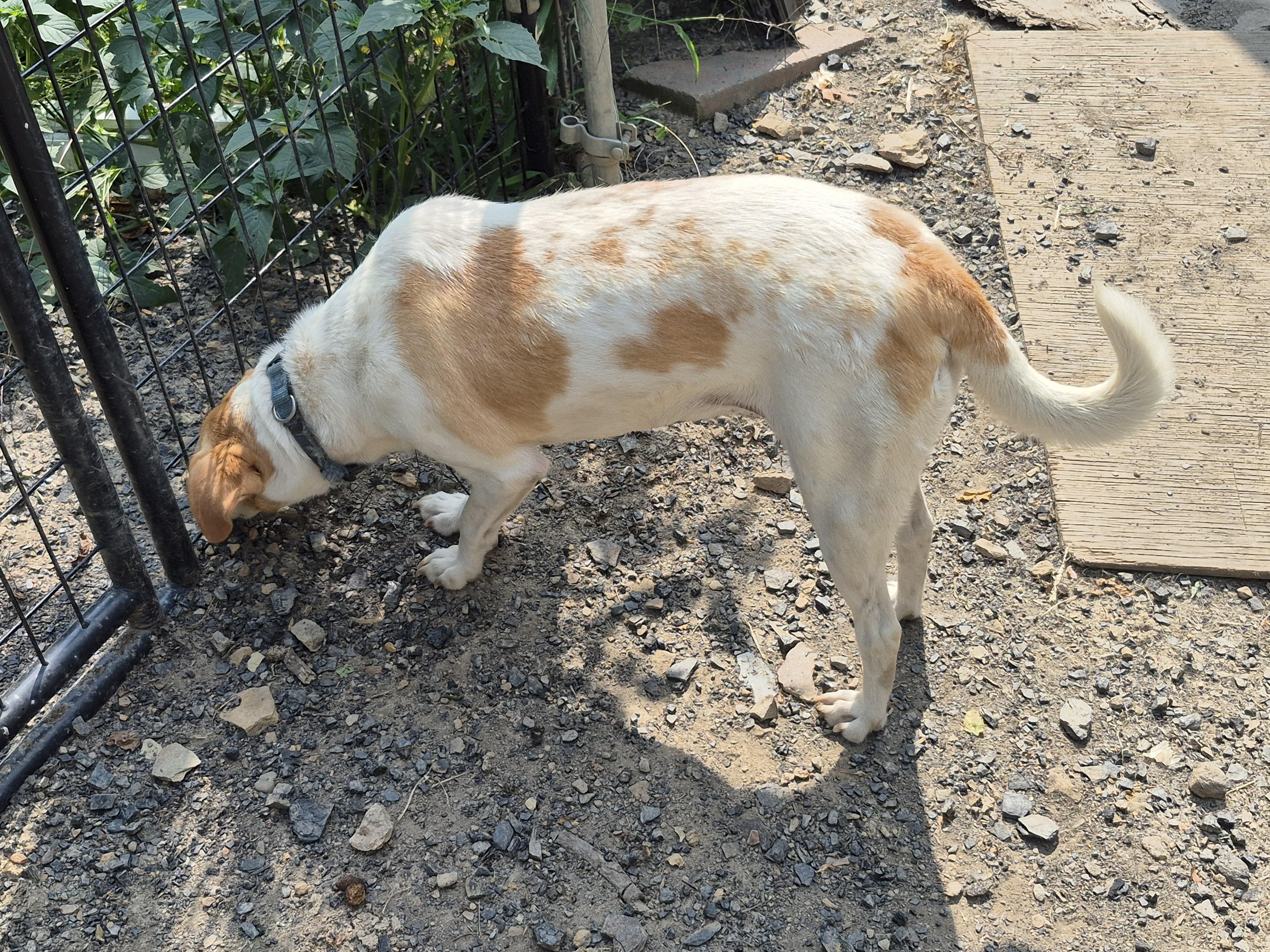 Toby, Adoptable, Adult Female Jack Russell Terrier & Beagle.