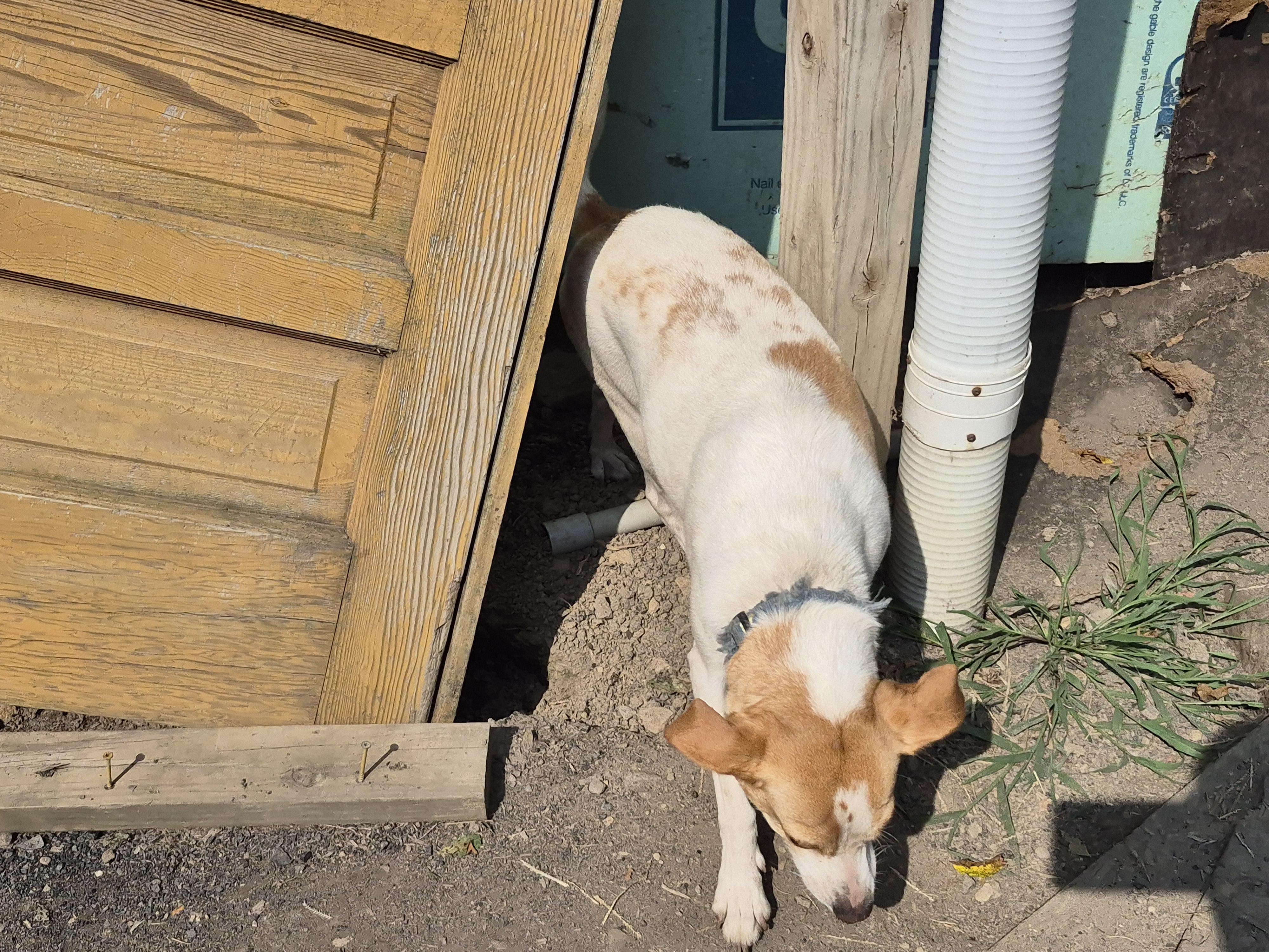 Toby, a Adoptable mixed breed in Plum, PA image 3/8
