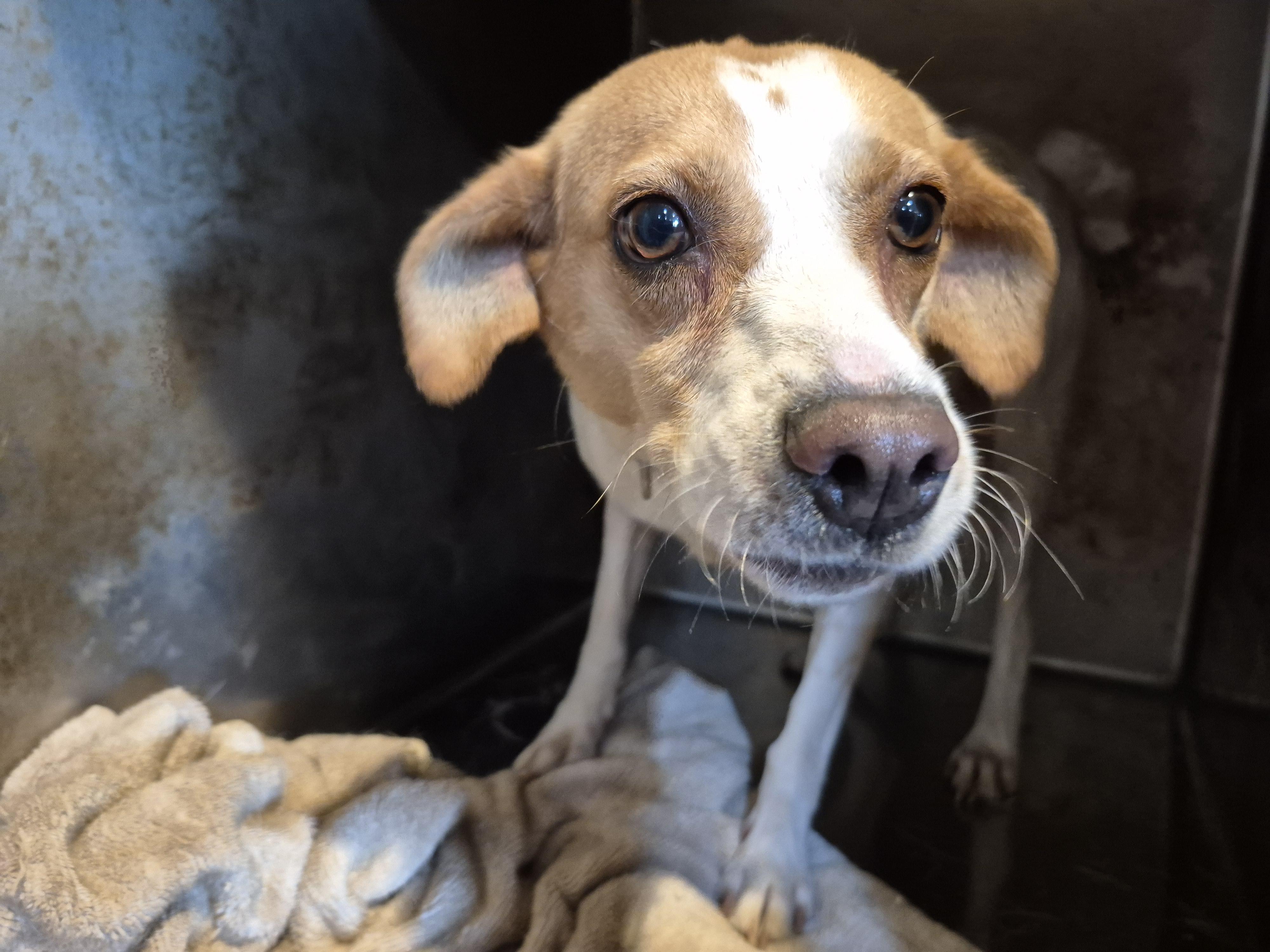 Toby, a Adoptable mixed breed in Plum, PA image 4/8