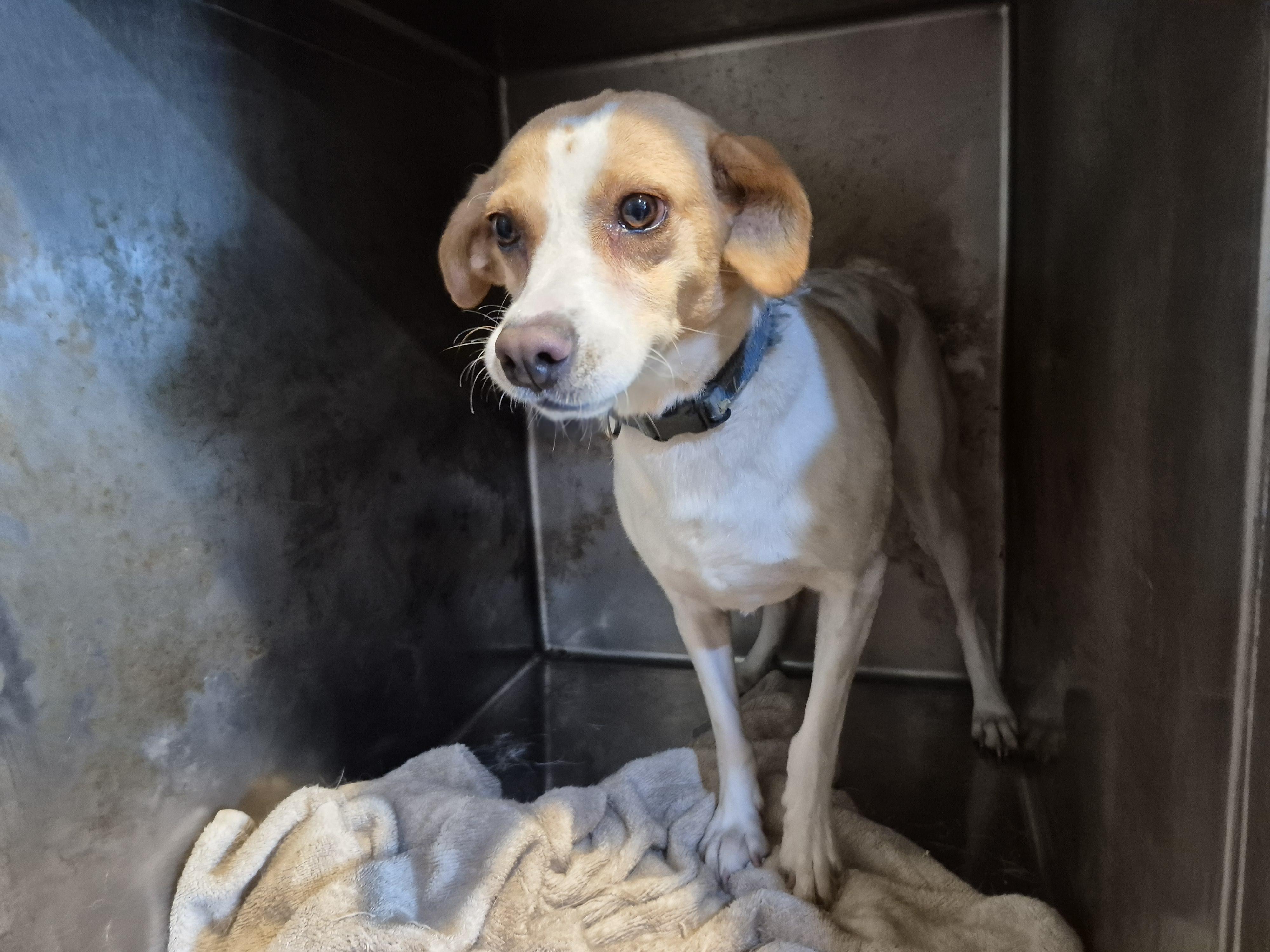 Toby, a Adoptable mixed breed in Plum, PA image 5/8