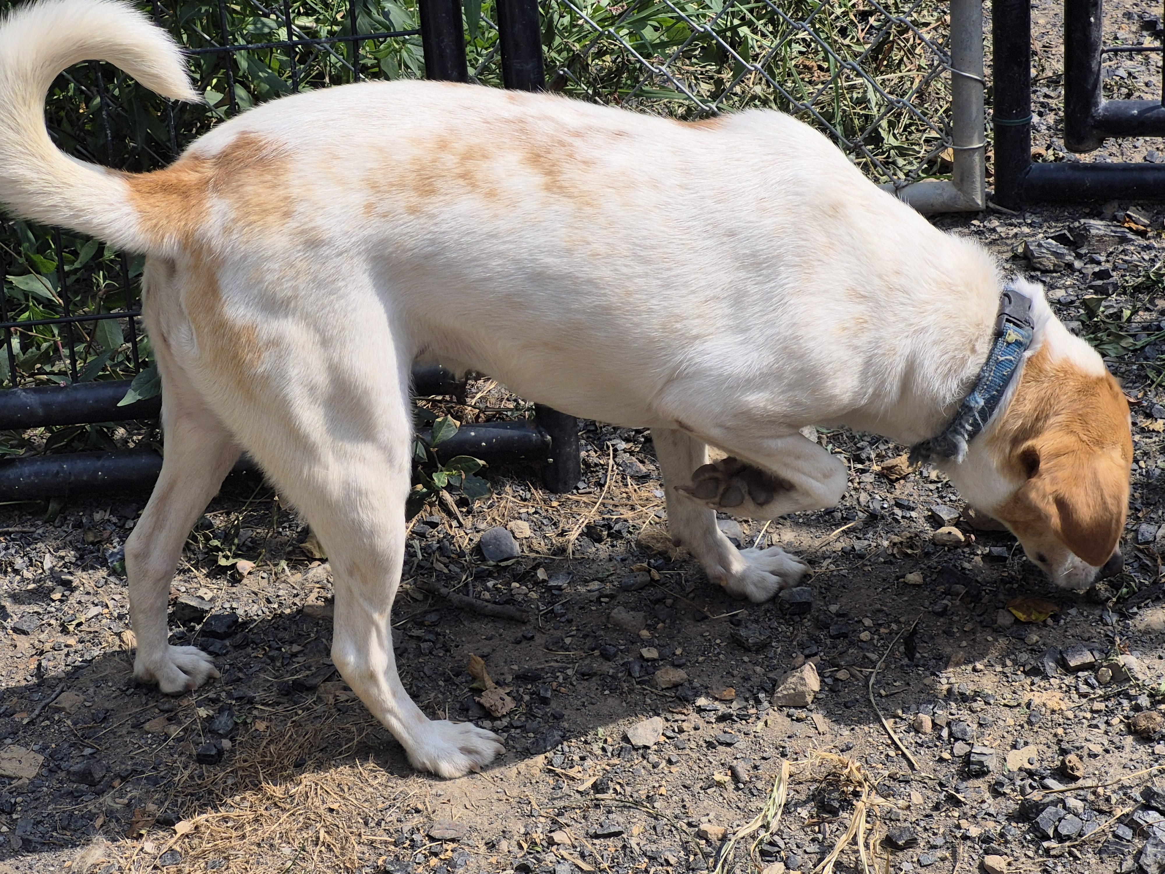 Enlarge Toby, a Adoptable mixed breed in Plum, PA image 7/8