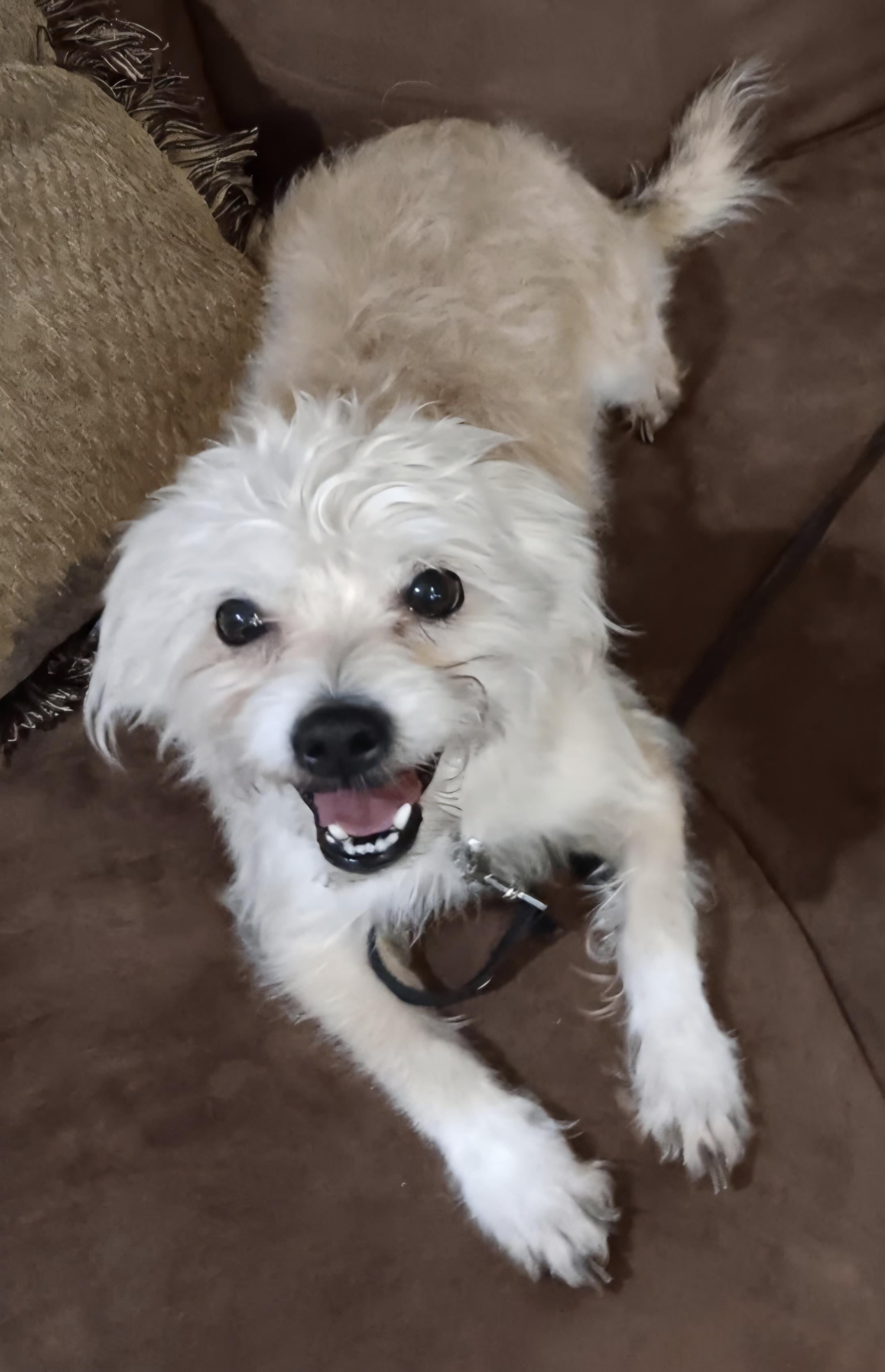 Enlarge Bandit, a ADOPTABLE Maltipoo in Lancaster, CA image 1/1