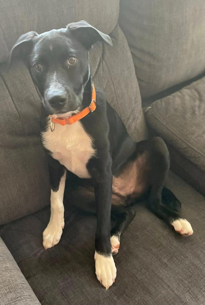 Enlarge Tinsel, a Adoptable mixed breed in Fond Du Lac, WI image 4/5