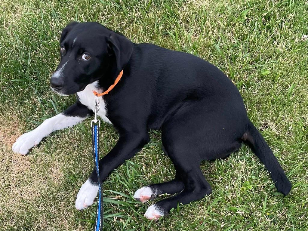 Enlarge Tinsel, a Adoptable mixed breed in Fond Du Lac, WI image 5/5