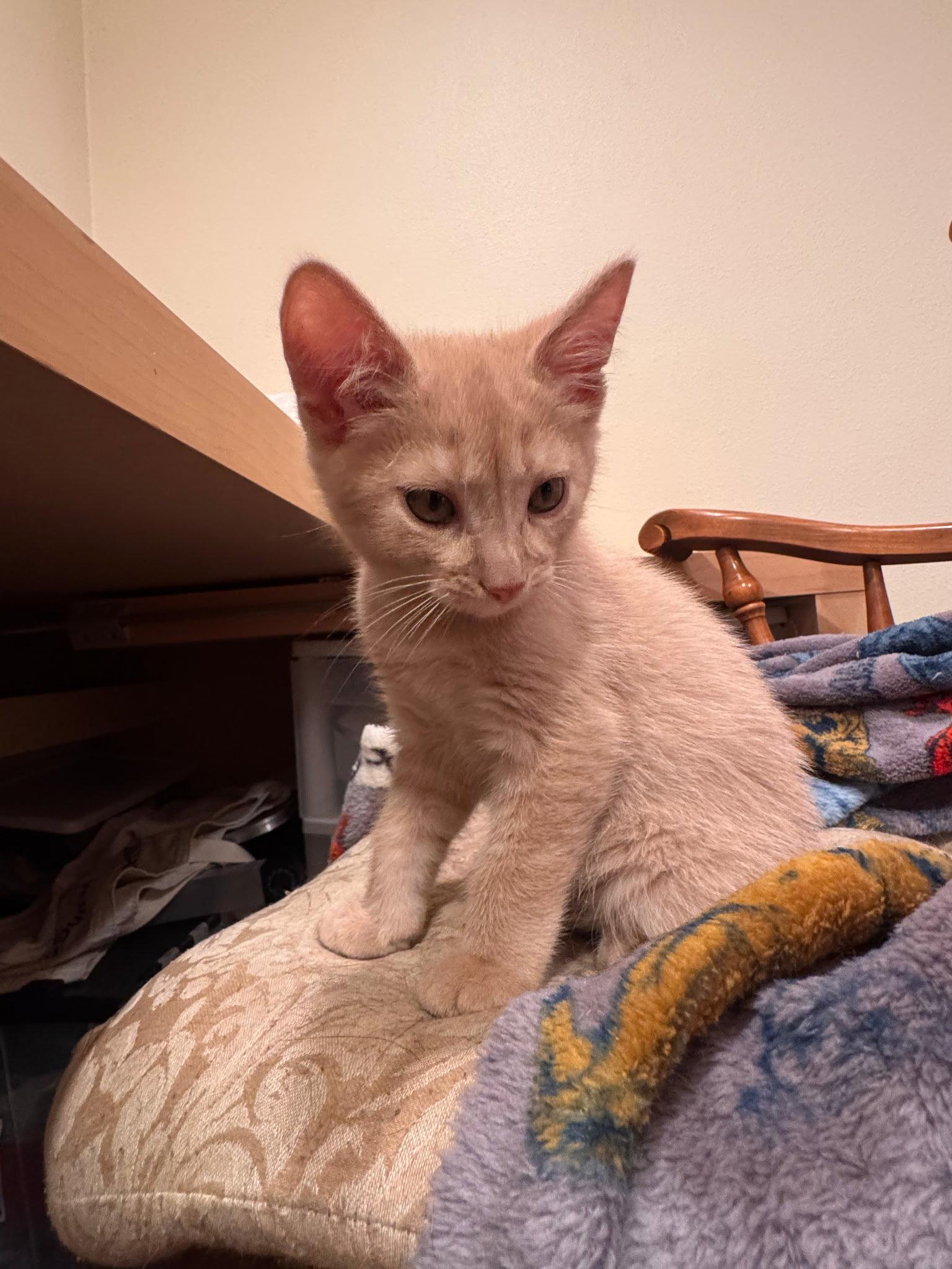 Enlarge The  Thing, a Adopted Domestic Short Hair in Mission Viejo, CA image 1/1