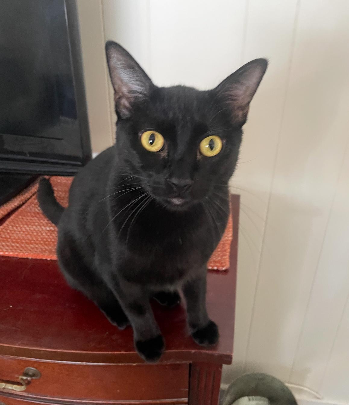 Black Jack, a Adoptable Bombay in Huntington Beach, CA image 2/2