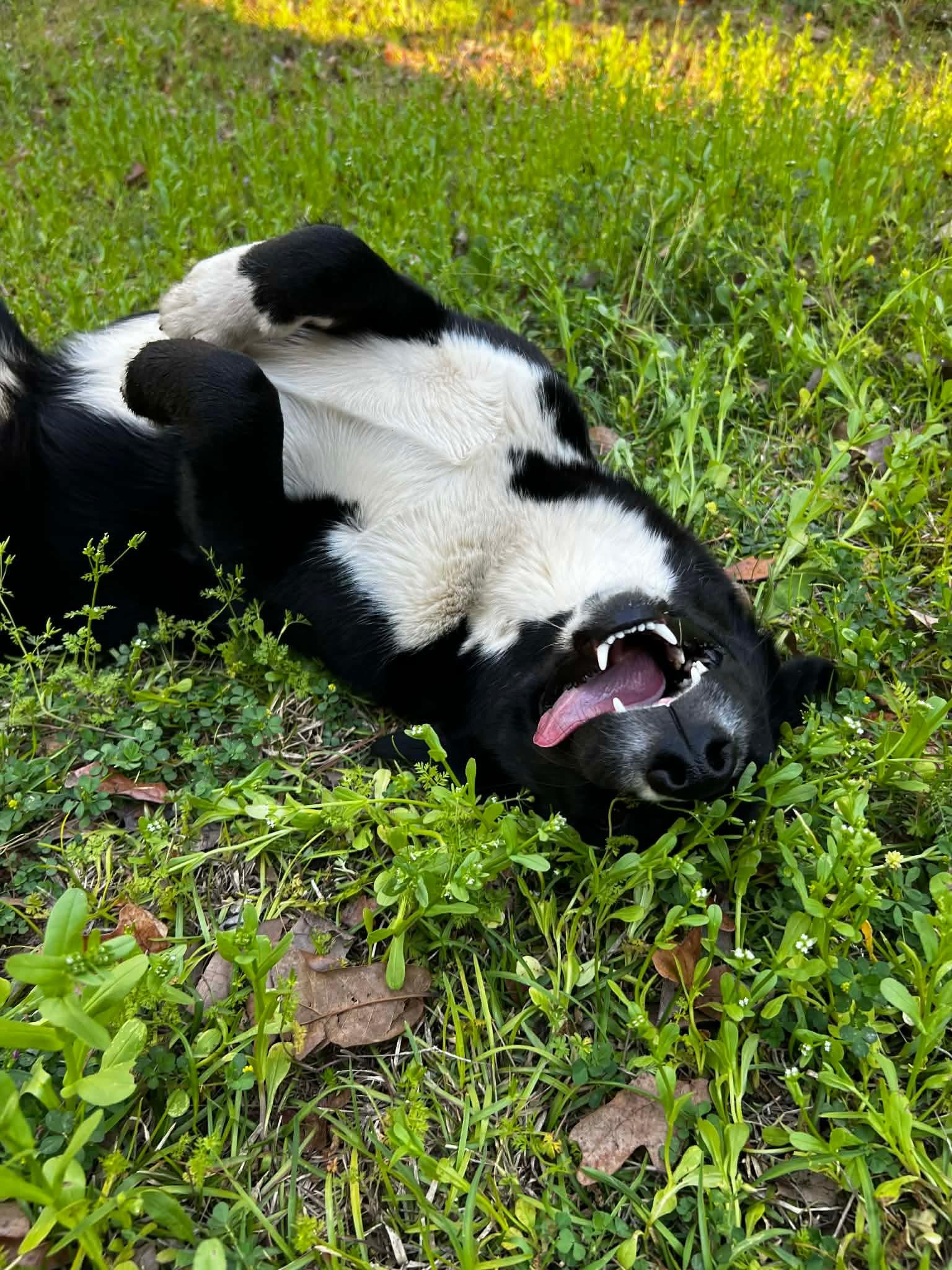 Lotus AKA Winkie, Adoptable, Young Female Siberian Husky & Border Collie.