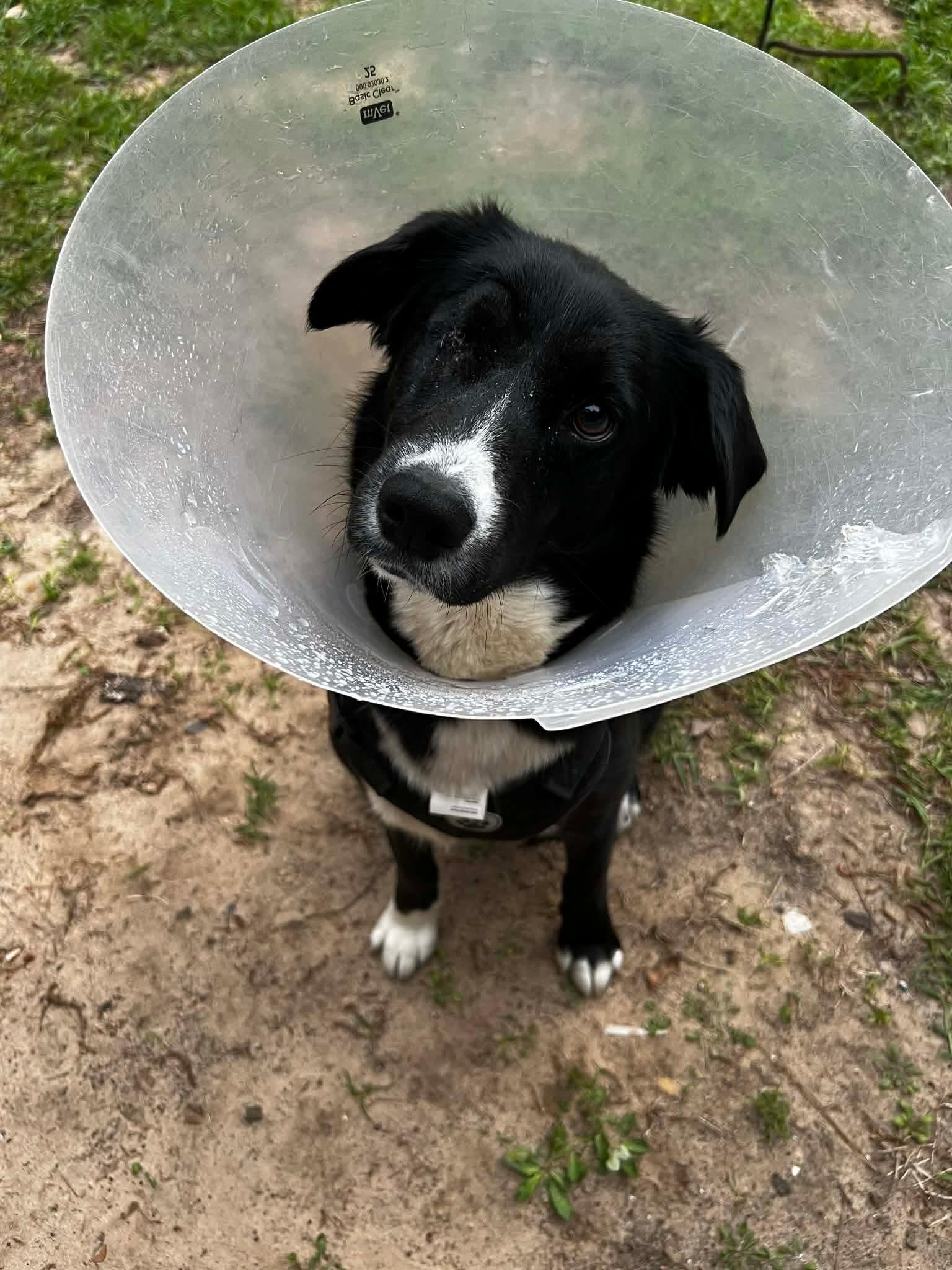 Enlarge Lotus AKA Winkie, a Adoptable mixed breed in New Baltimore, MI image 2/3