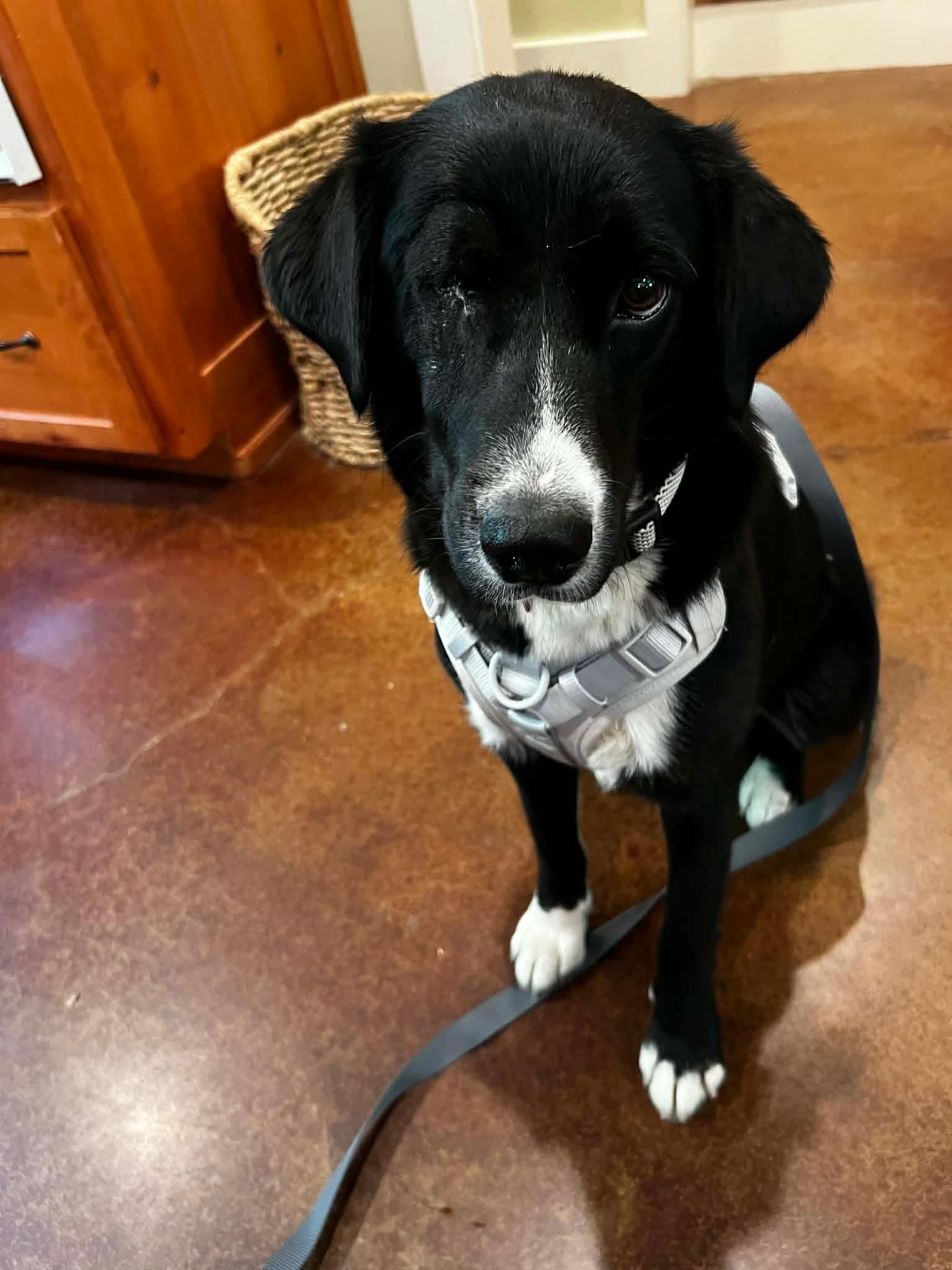 Enlarge Lotus AKA Winkie, a Adoptable mixed breed in New Baltimore, MI image 3/3
