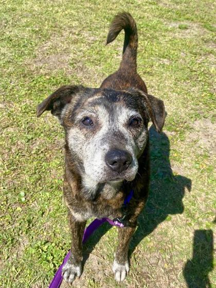 Enlarge TACO, an adoptable Mixed Breed in Fernandina Beach, FL image 2/3