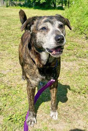 Enlarge TACO, an adoptable Mixed Breed in Fernandina Beach, FL image 3/3