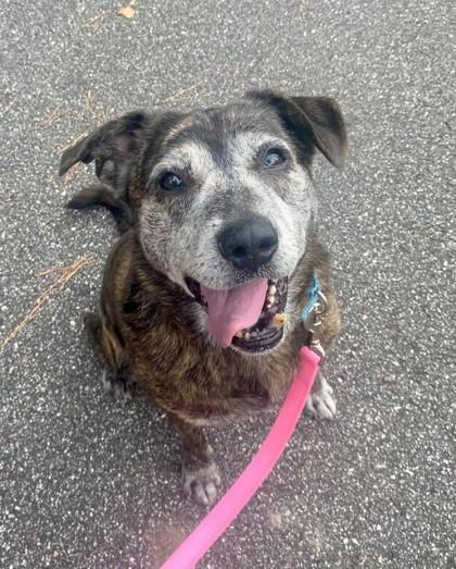 Enlarge TACO, an adoptable Mixed Breed in Fernandina Beach, FL image 1/3