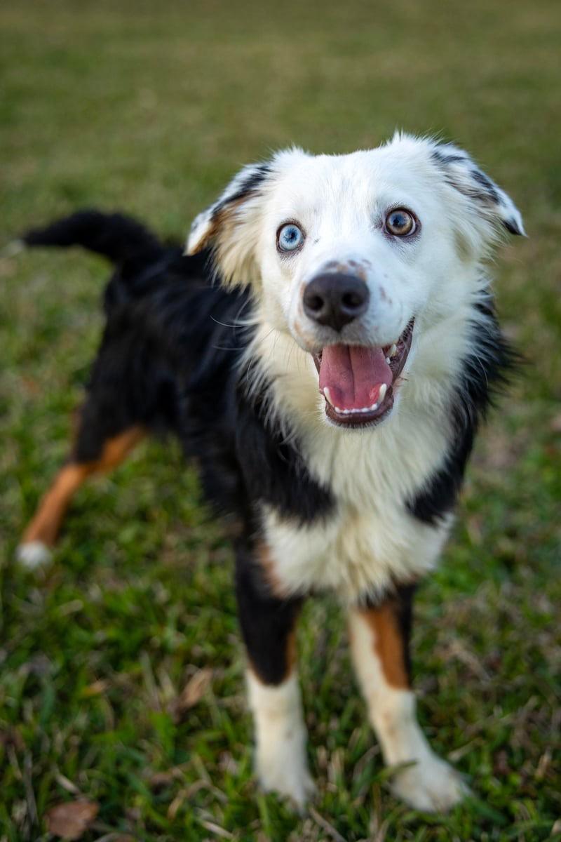 Ziggy, Adopted, Young Male Australian Shepherd.