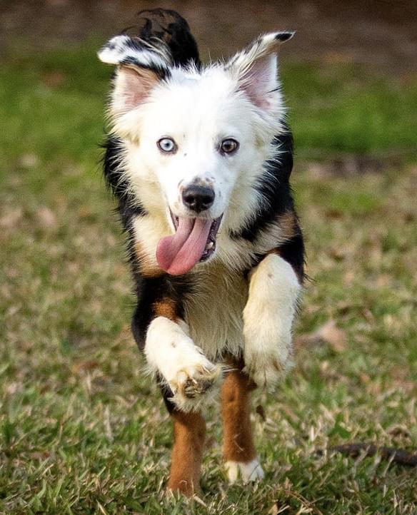 Enlarge Ziggy, a Adopted Australian Shepherd in Dickinson, TX image 2/5