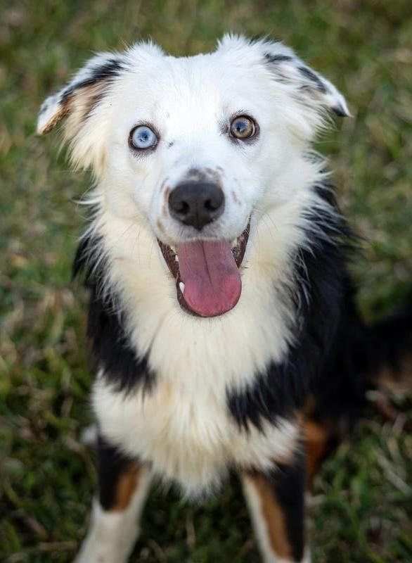 Enlarge Ziggy, a Adopted Australian Shepherd in Dickinson, TX image 4/5