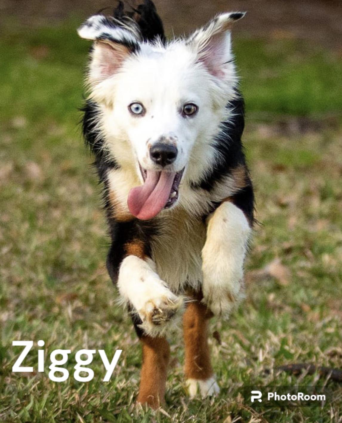 Enlarge Ziggy, a Adopted Australian Shepherd in Dickinson, TX image 5/5