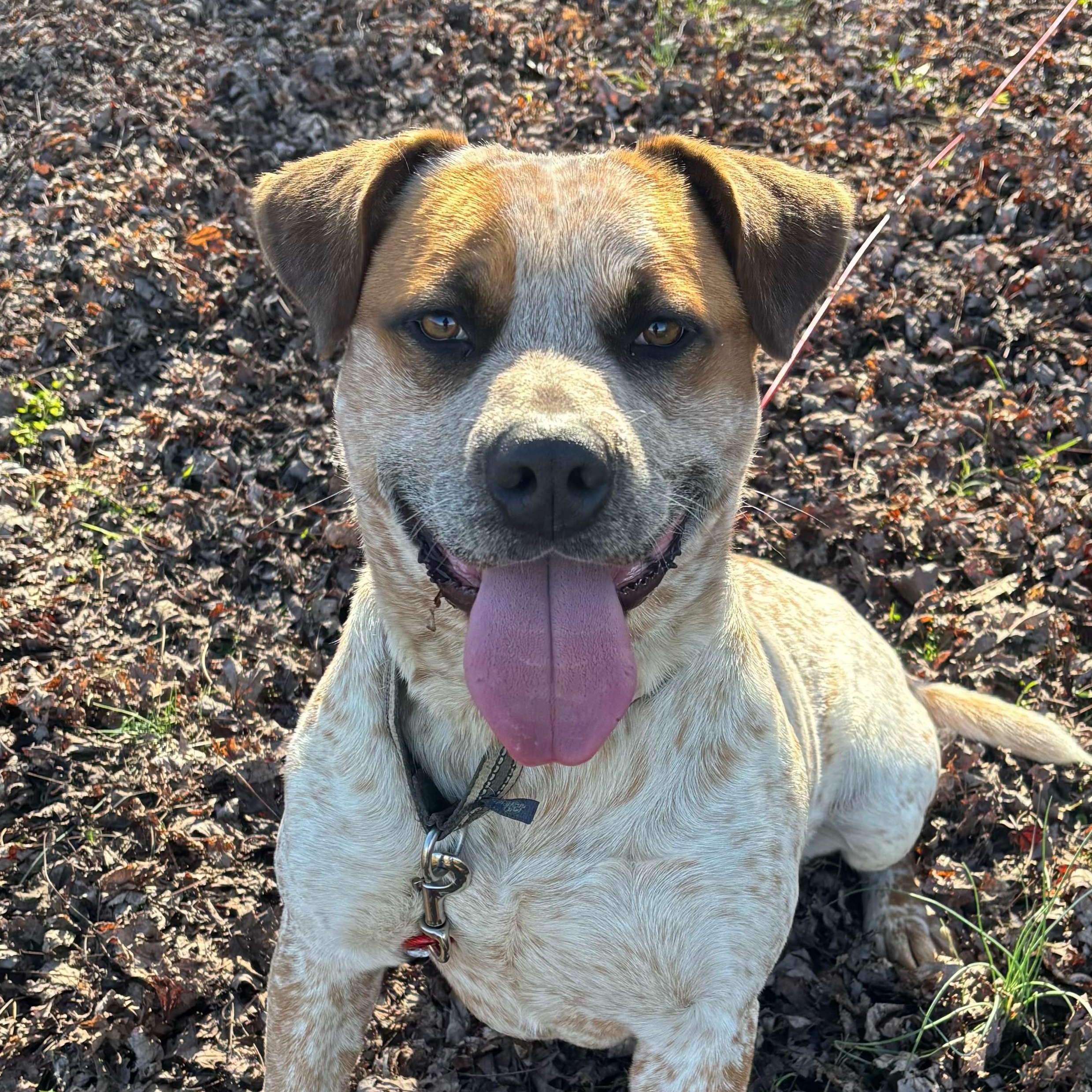 Bluey — thumbnail 2