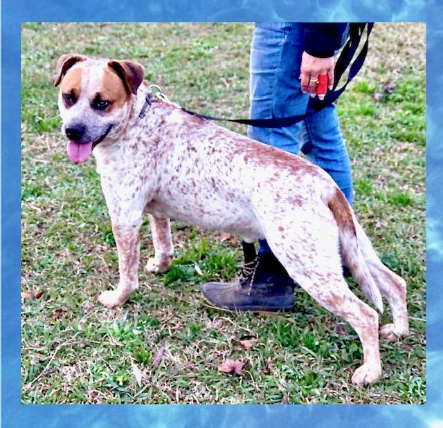 Bluey — thumbnail 4