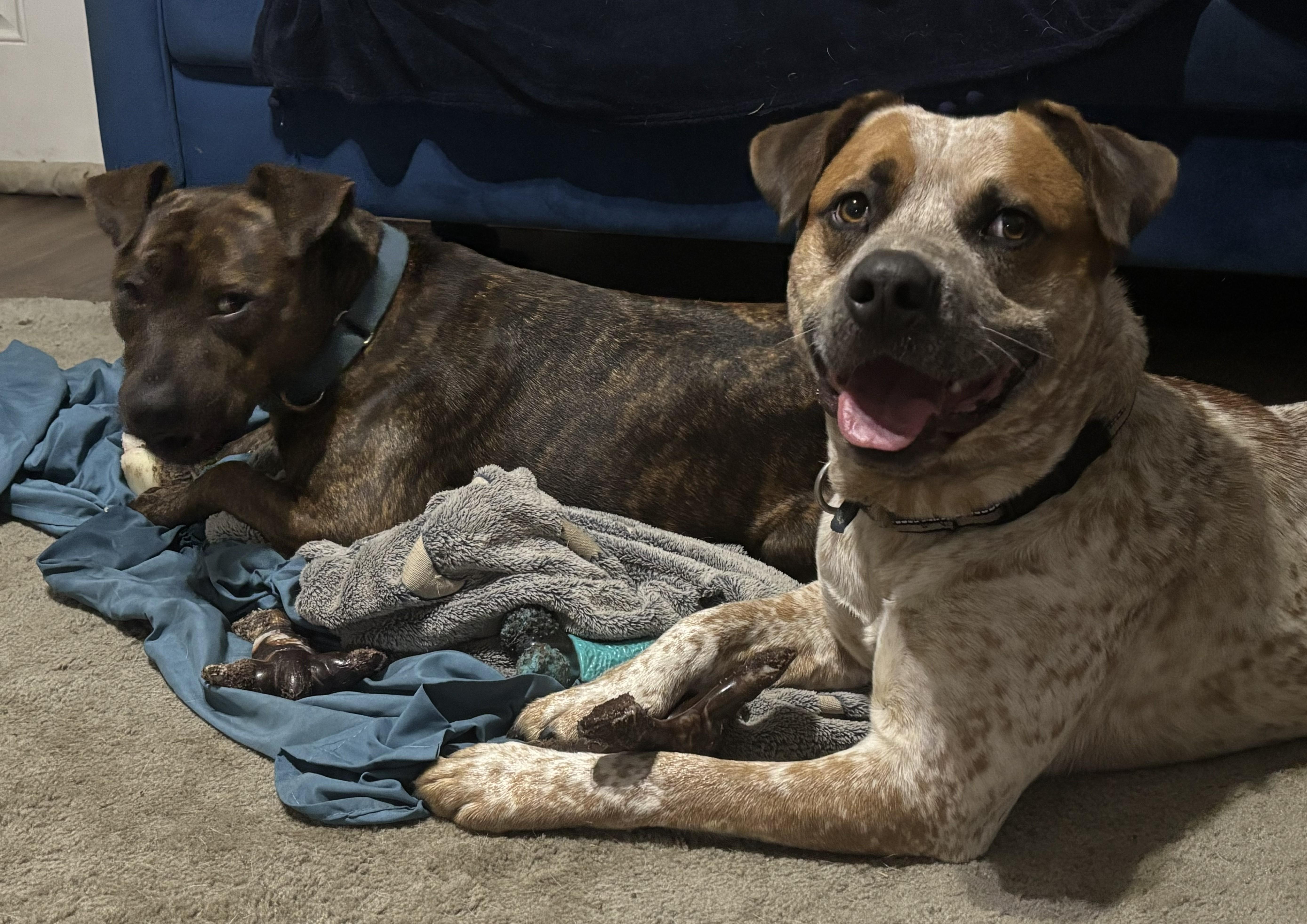 Bluey — thumbnail 5