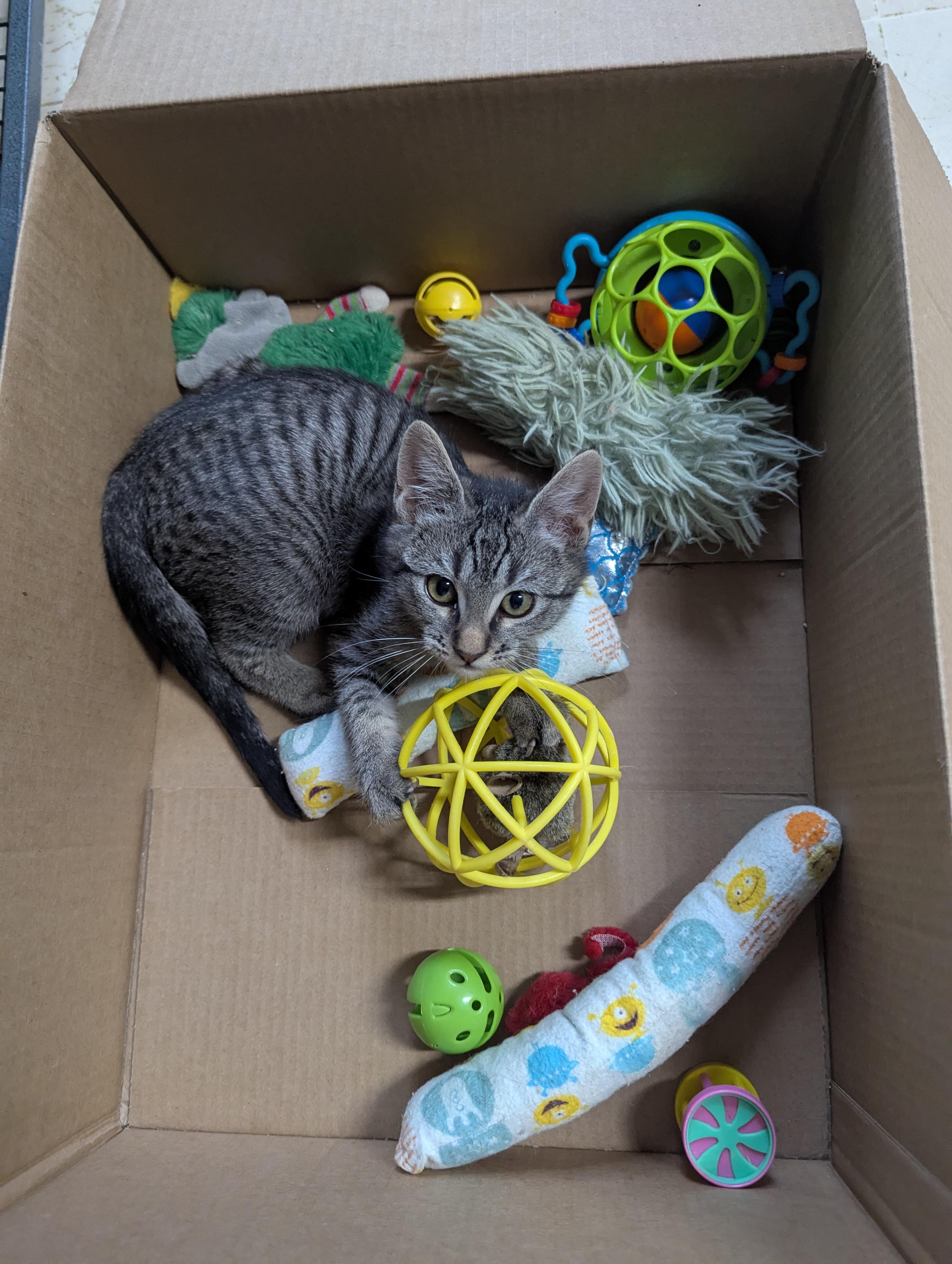 Frito, ADOPTABLE, Kitten Male Domestic Short Hair.