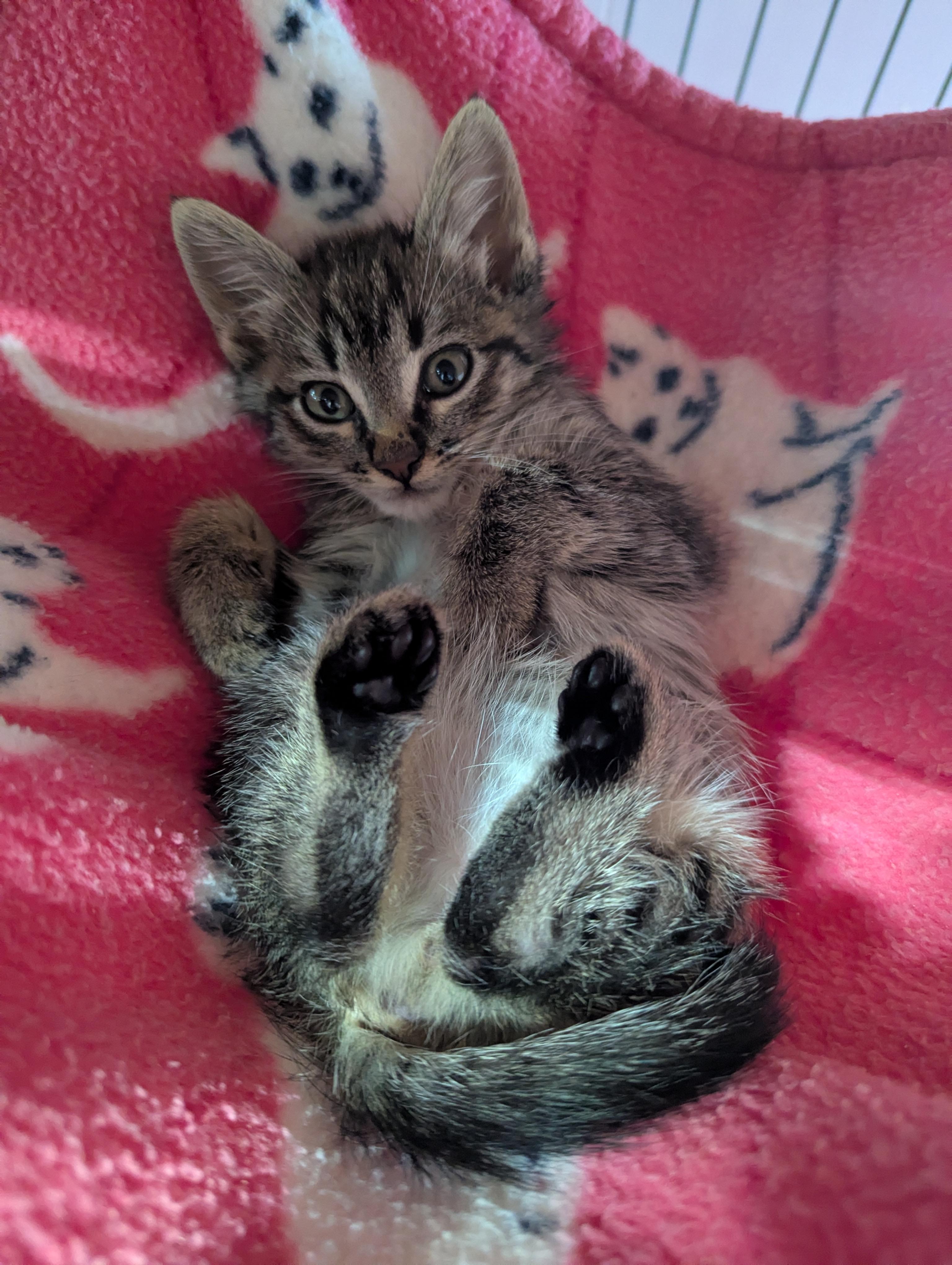 Frito, a ADOPTABLE Domestic Short Hair in Shelton, WA image 2/2