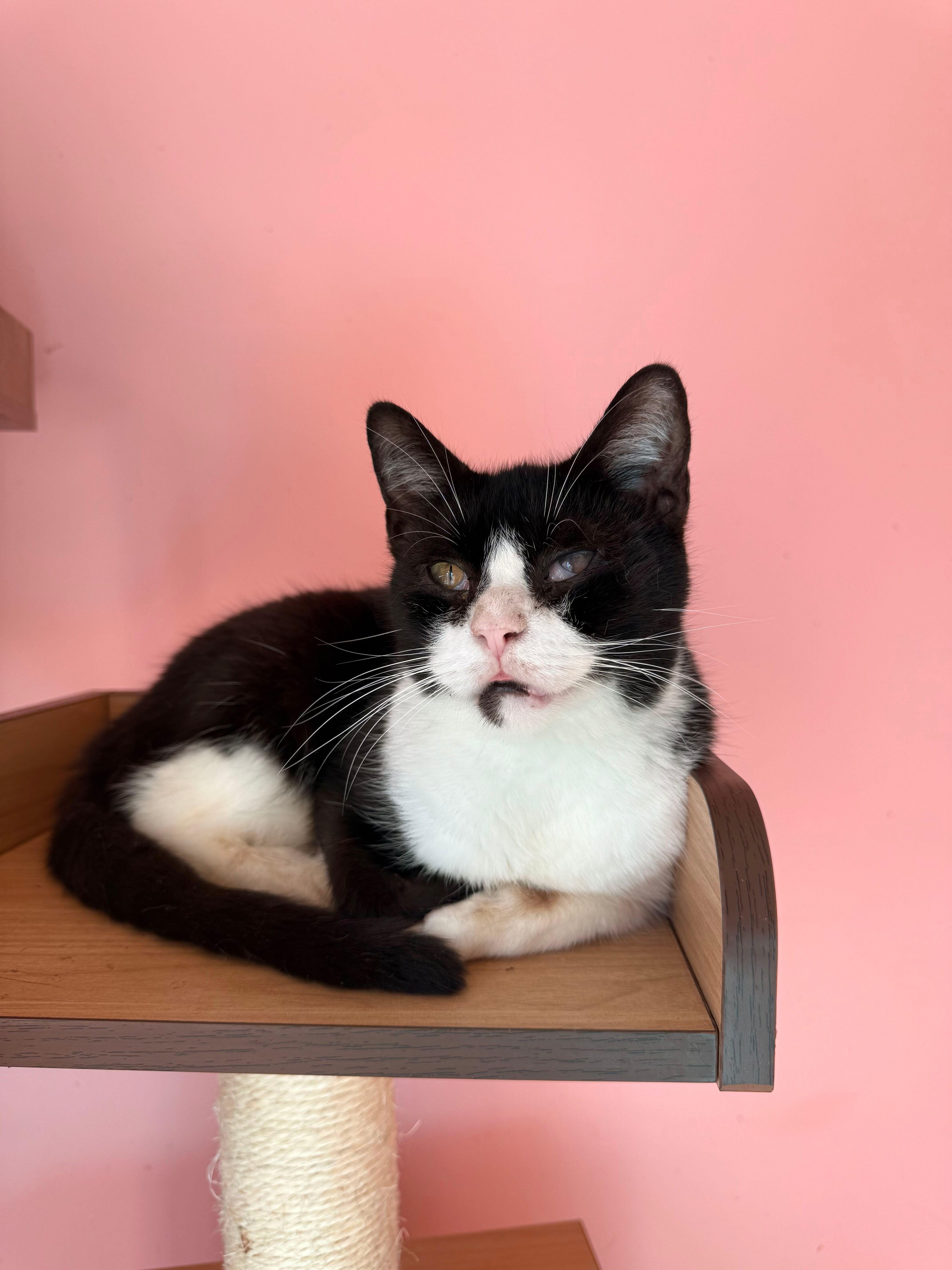 Enlarge PINKY, a Adoptable Tuxedo in New York, NY image 1/1
