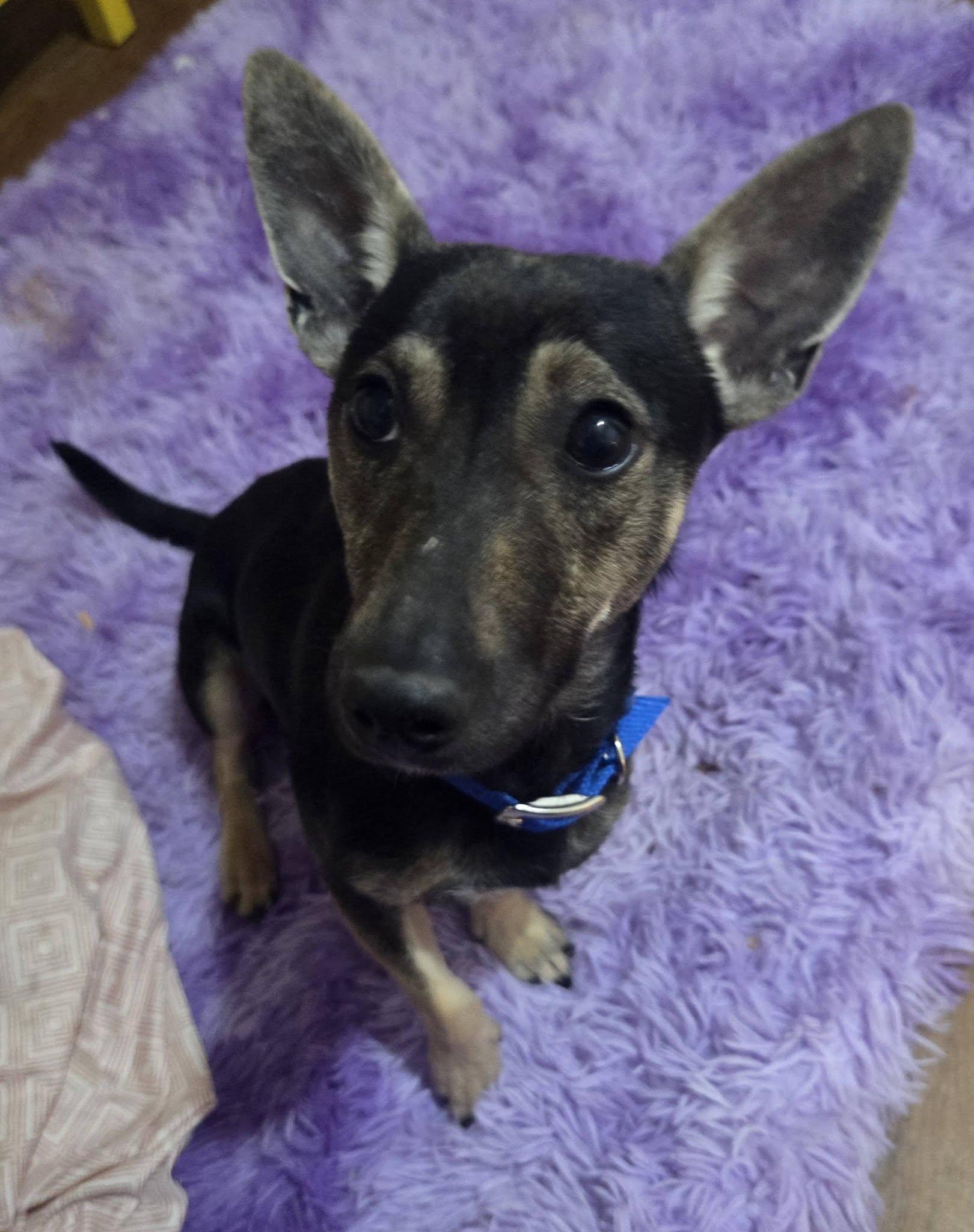 Ace, ADOPTABLE, Adult Male Dachshund.