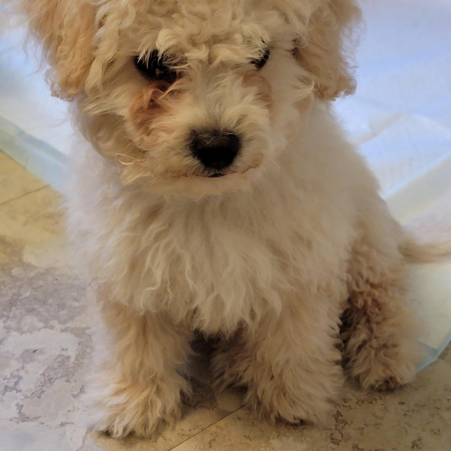 Mr. Noodle, adopted, Puppy Male Maltipoo.
