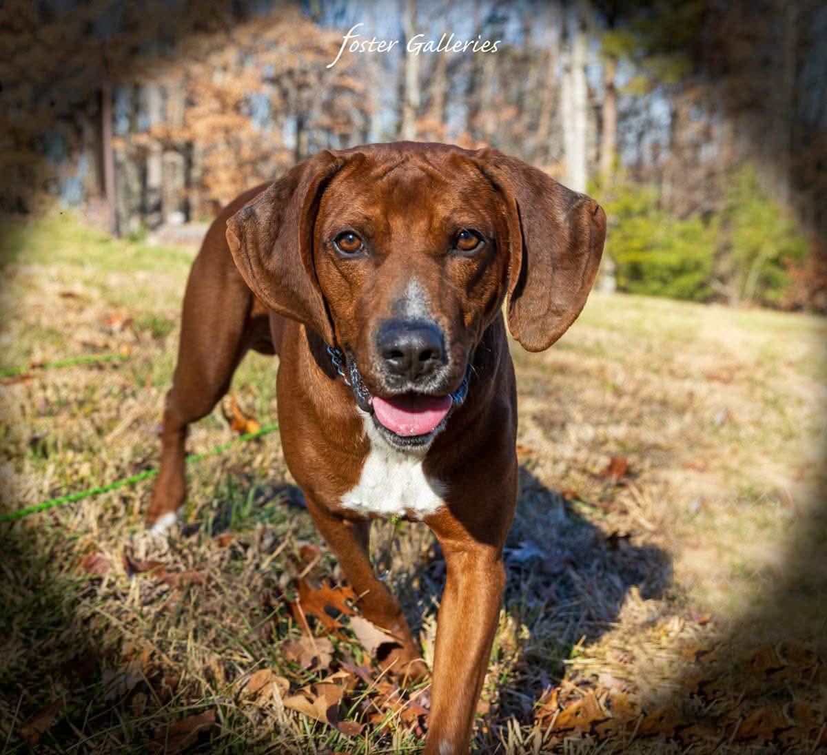 Enlarge Comet, a Adoptable Redbone Coonhound in Spring Hill, TN image 2/6