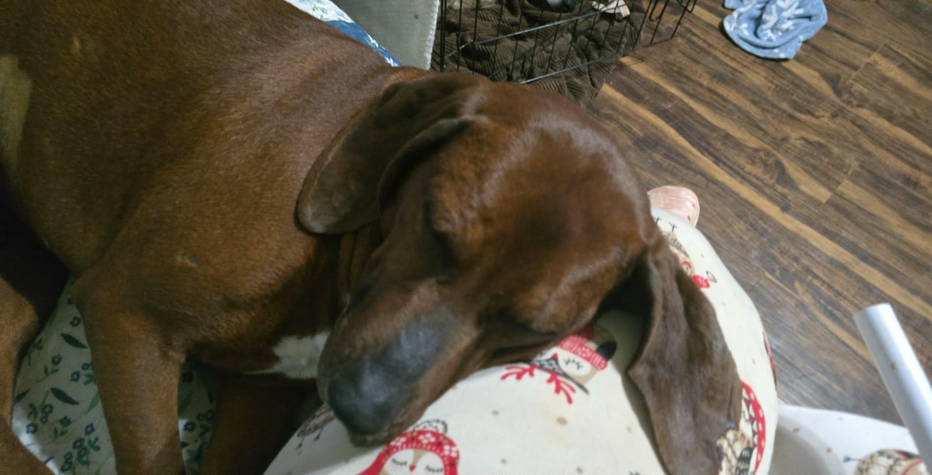 Enlarge Comet, a Adoptable Redbone Coonhound in Spring Hill, TN image 4/4