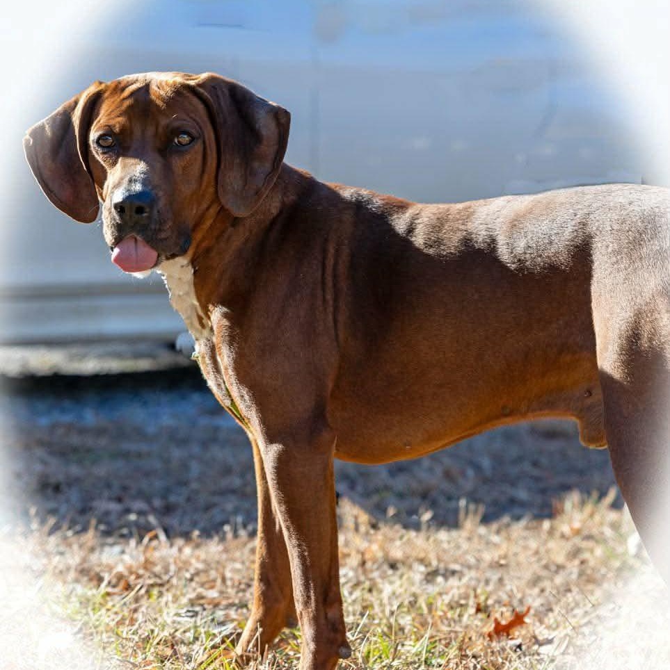 Comet, Adoptable, Young Male Redbone Coonhound.
