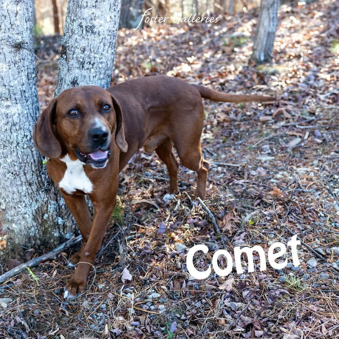 Enlarge Comet, a Adoptable Redbone Coonhound in Spring Hill, TN image 3/4