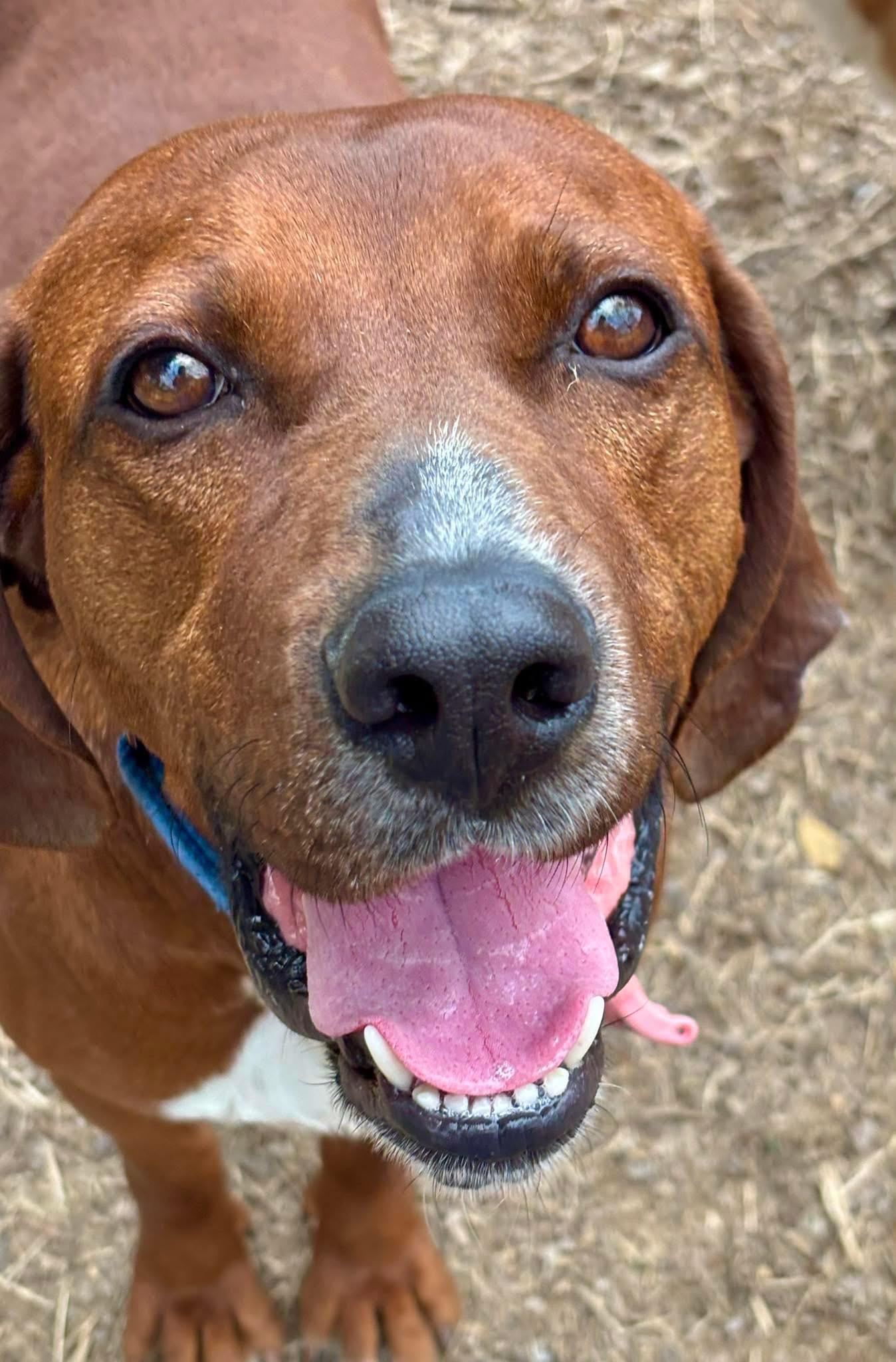 Comet, Adoptable, Young Male Redbone Coonhound.