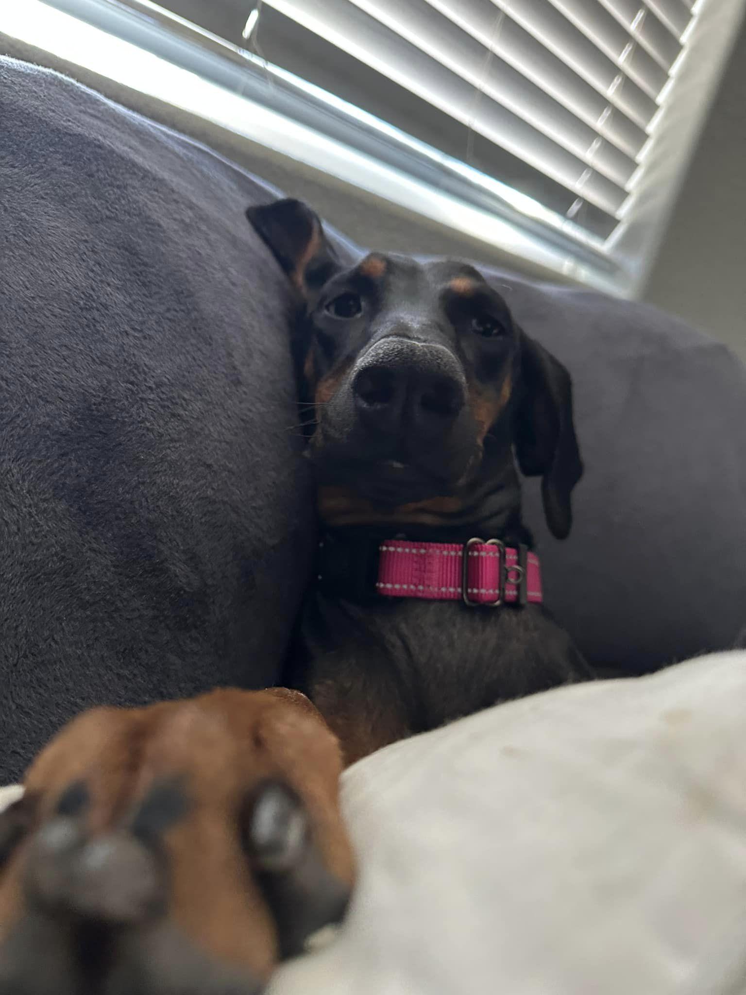 Mia, Adopted, Adult Female Doberman Pinscher.