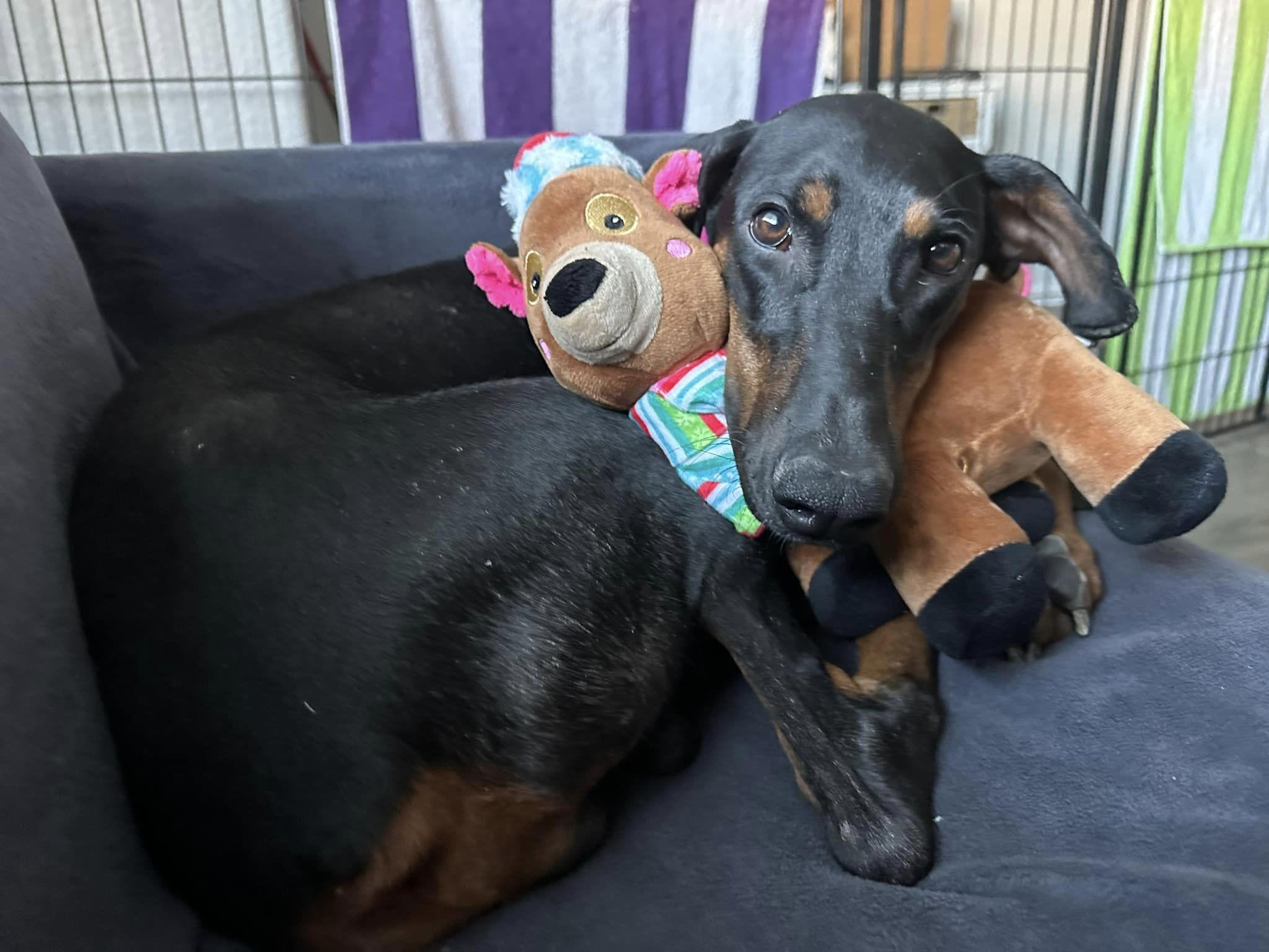 Enlarge Mia, a Adopted Doberman Pinscher in Denver, CO image 2/6