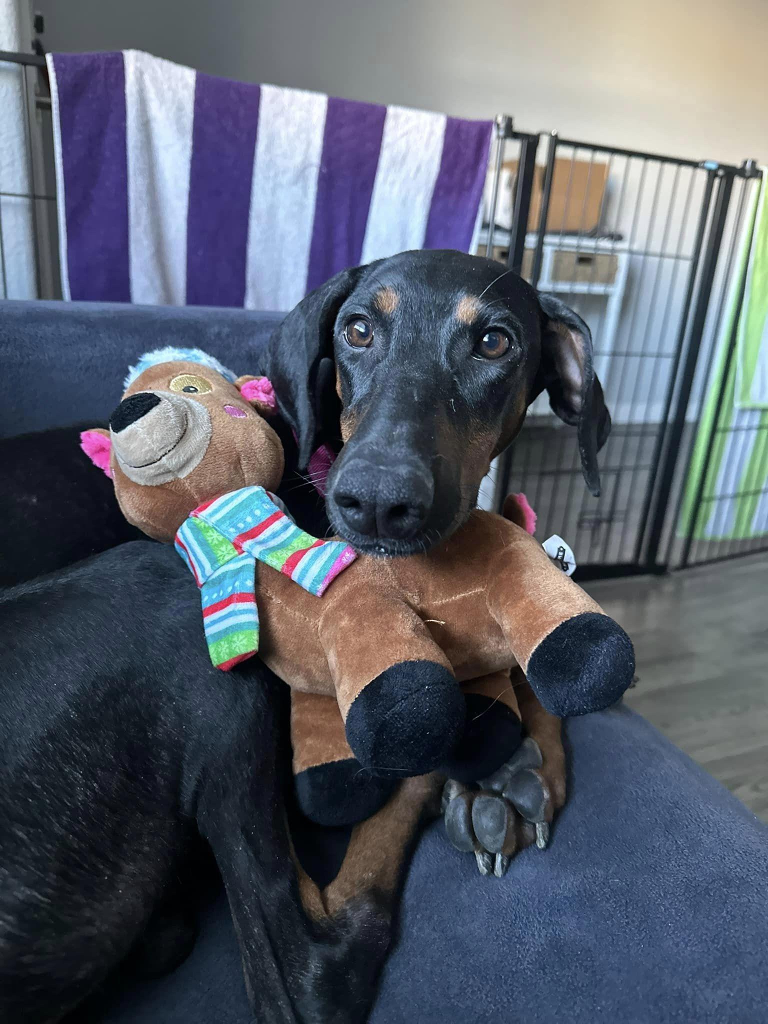 Enlarge Mia, a Adopted Doberman Pinscher in Denver, CO image 3/6