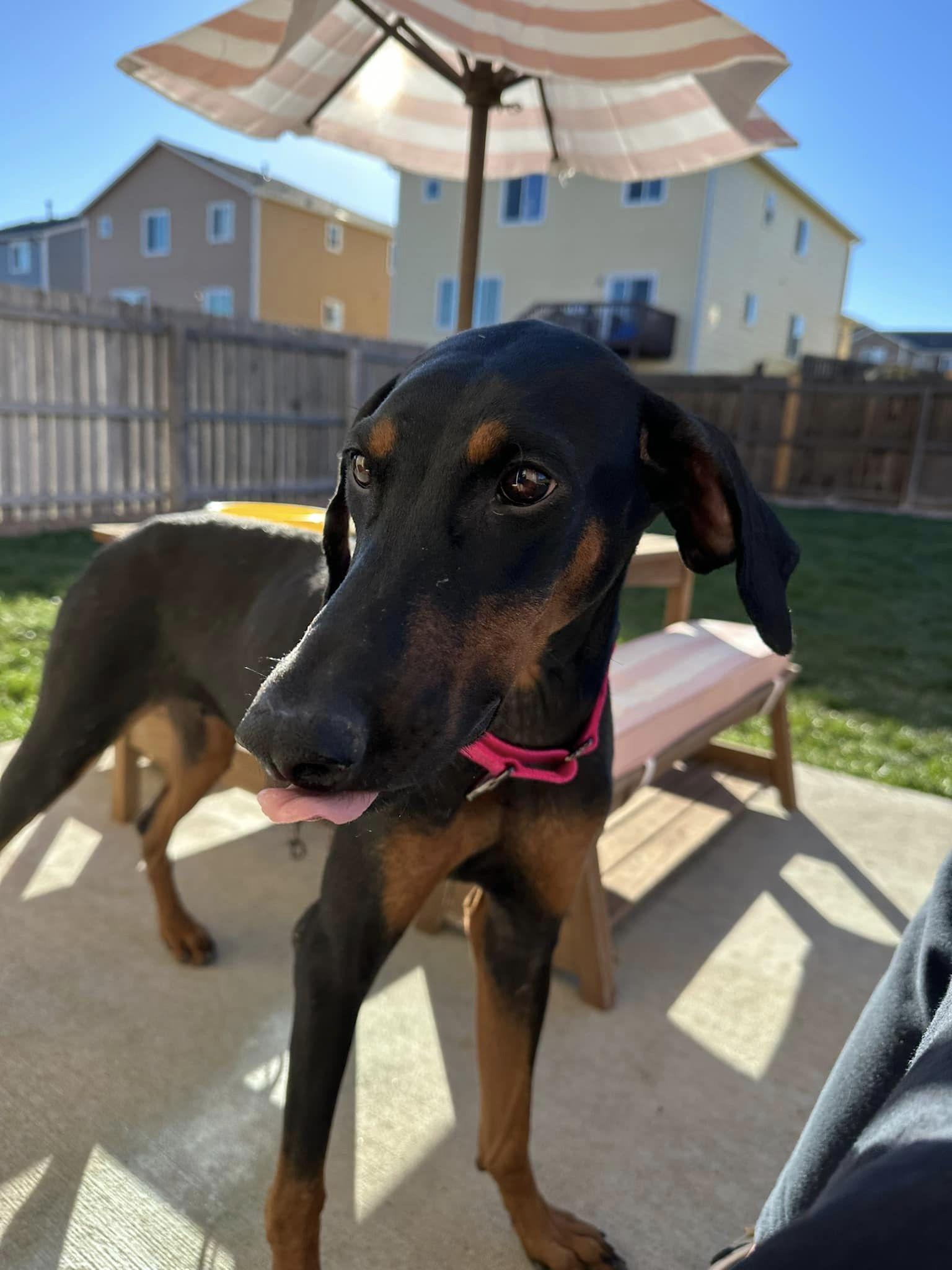 Enlarge Mia, a Adopted Doberman Pinscher in Denver, CO image 5/6