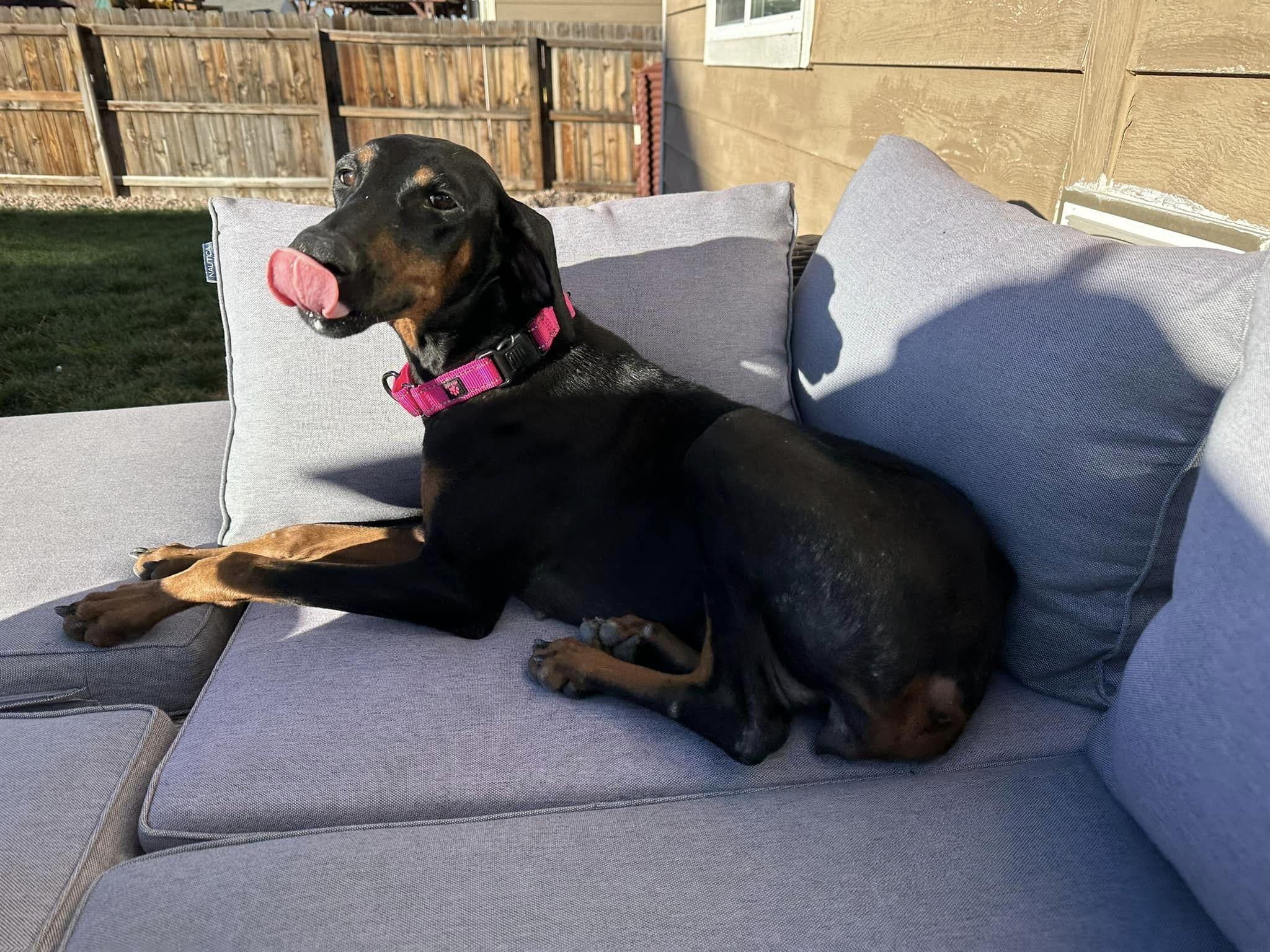 Enlarge Mia, a Adopted Doberman Pinscher in Denver, CO image 6/6