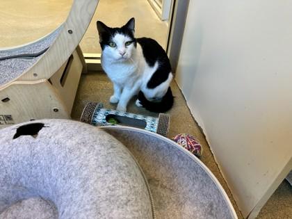 Pette, Adoptable, Adult Male Domestic Short Hair & Domestic Short Hair.