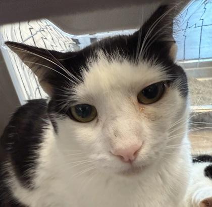 Pette, Adoptable, Adult Male Domestic Short Hair & Domestic Short Hair.