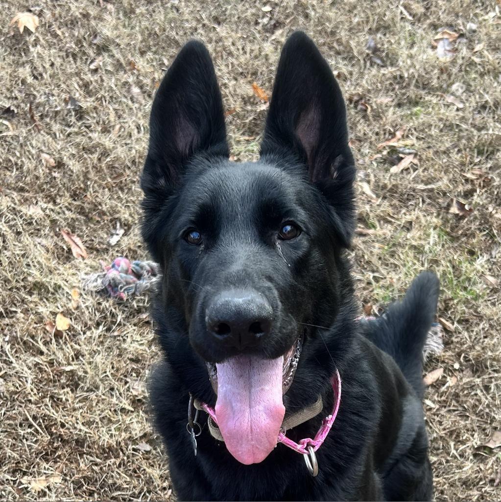 Enlarge Hera, a Adoptable German Shepherd Dog in Gloucester, VA image 1/6