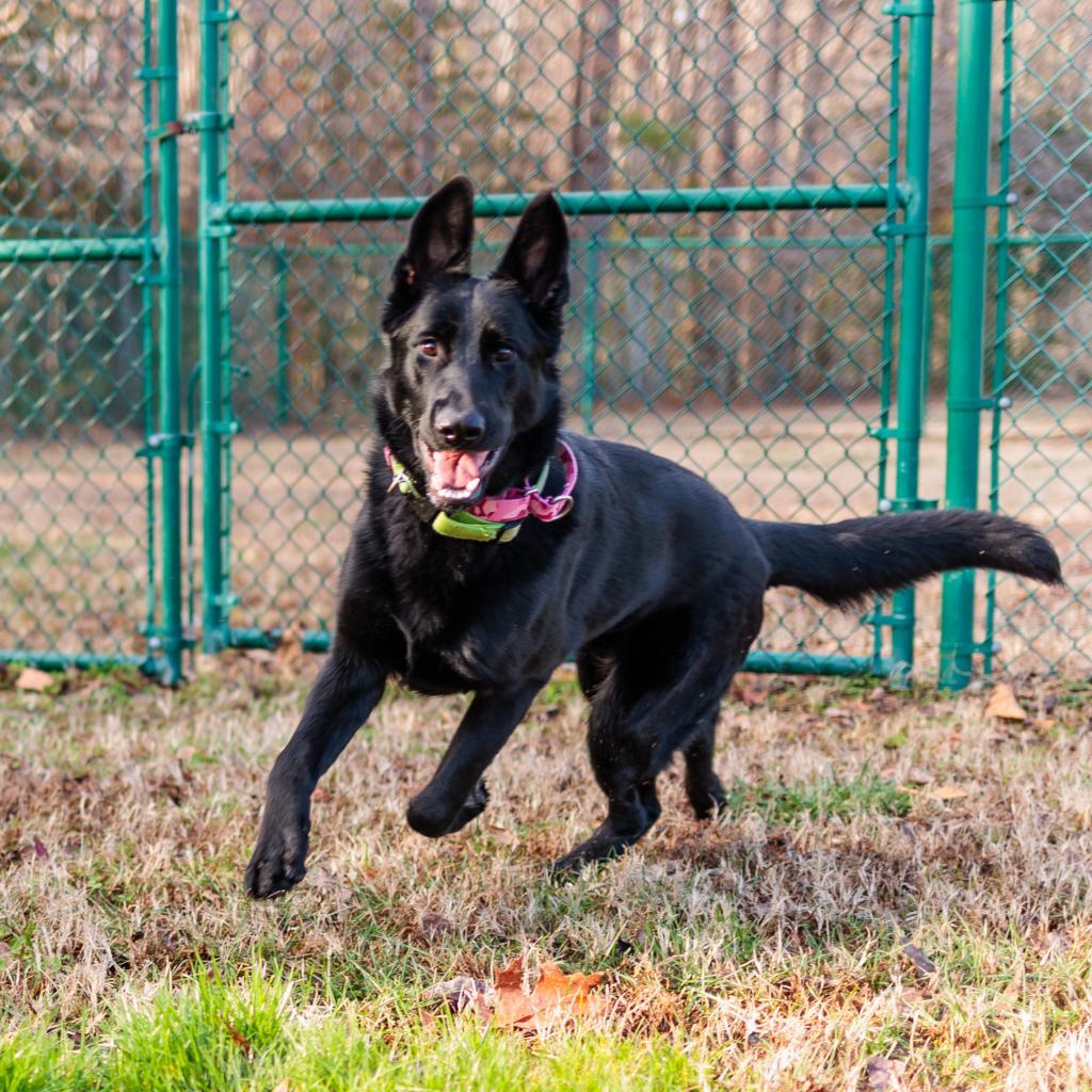 Enlarge Hera, a Adoptable German Shepherd Dog in Gloucester, VA image 2/6