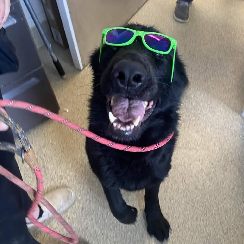 Enlarge Hera, a Adoptable German Shepherd Dog in Gloucester, VA image 3/6