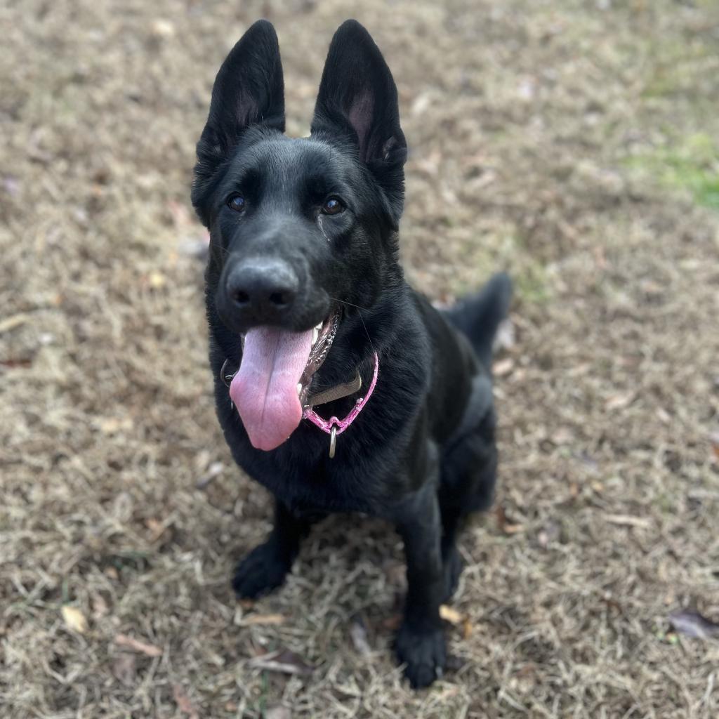 Enlarge Hera, a Adoptable German Shepherd Dog in Gloucester, VA image 4/6