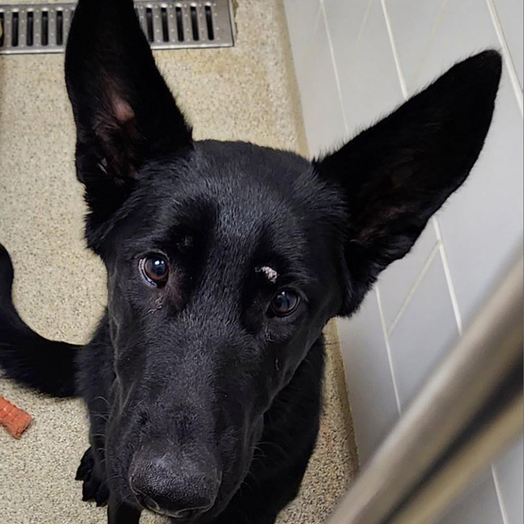 Enlarge Hera, a Adoptable German Shepherd Dog in Gloucester, VA image 5/6