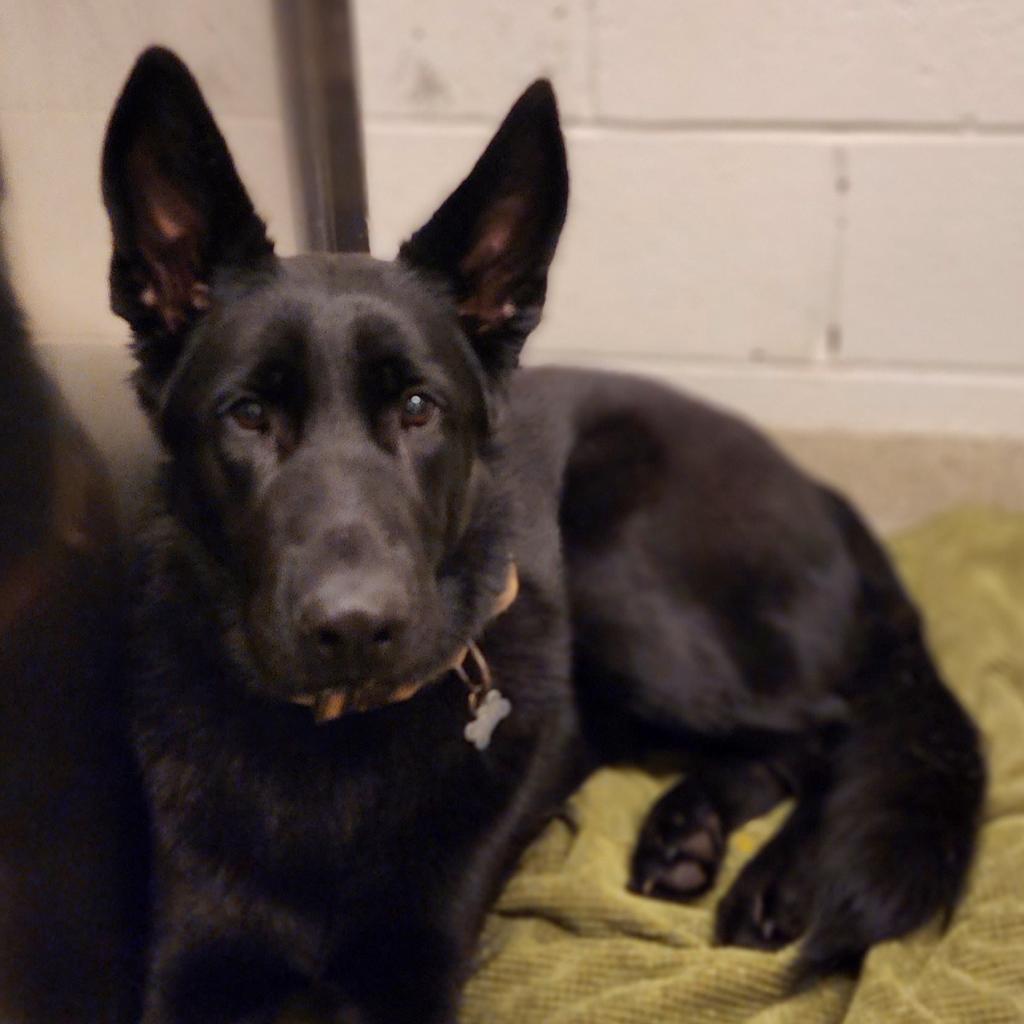 Enlarge Hera, a Adoptable German Shepherd Dog in Gloucester, VA image 6/6
