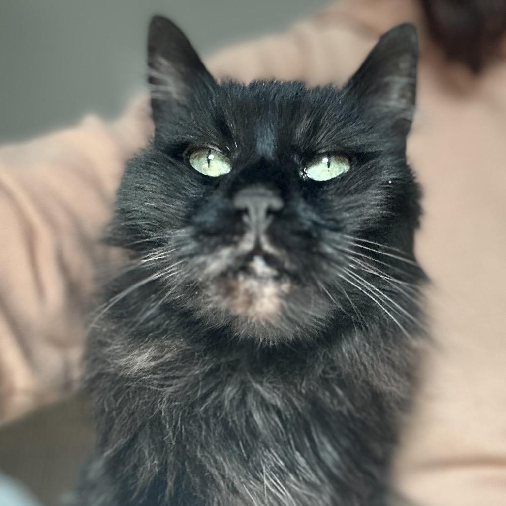 Philbert, Adoptable, Senior Male Domestic Long Hair.